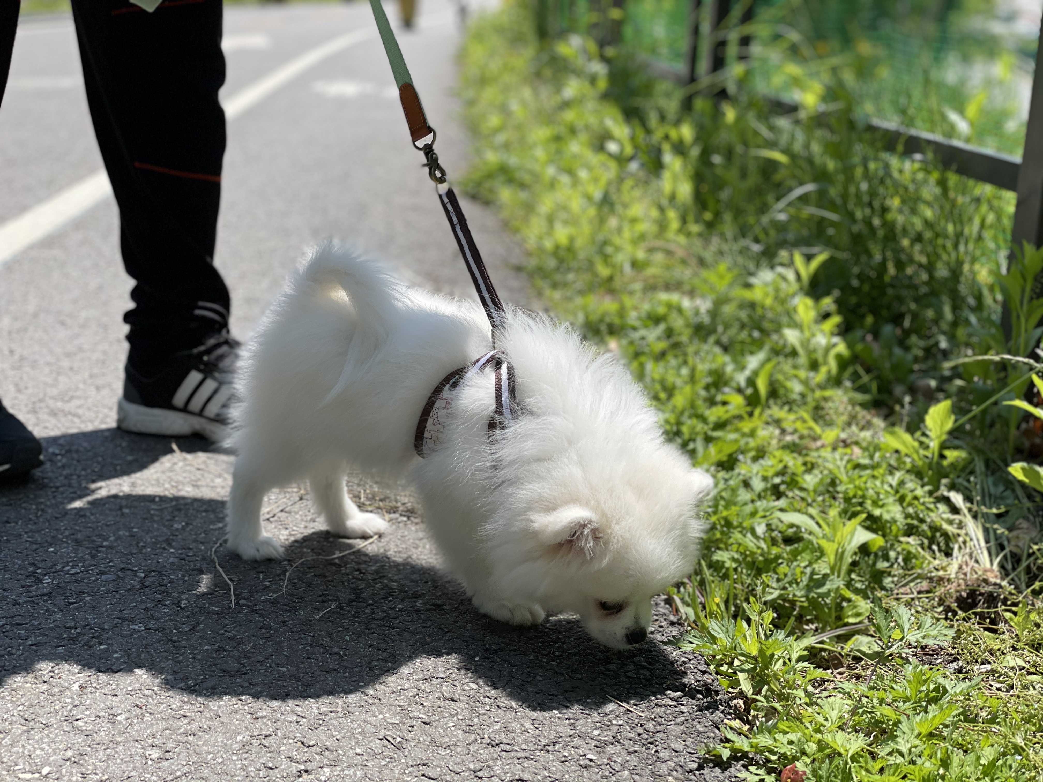 곤지암 마사(복댕이) 만난지 2달이 지났어요~