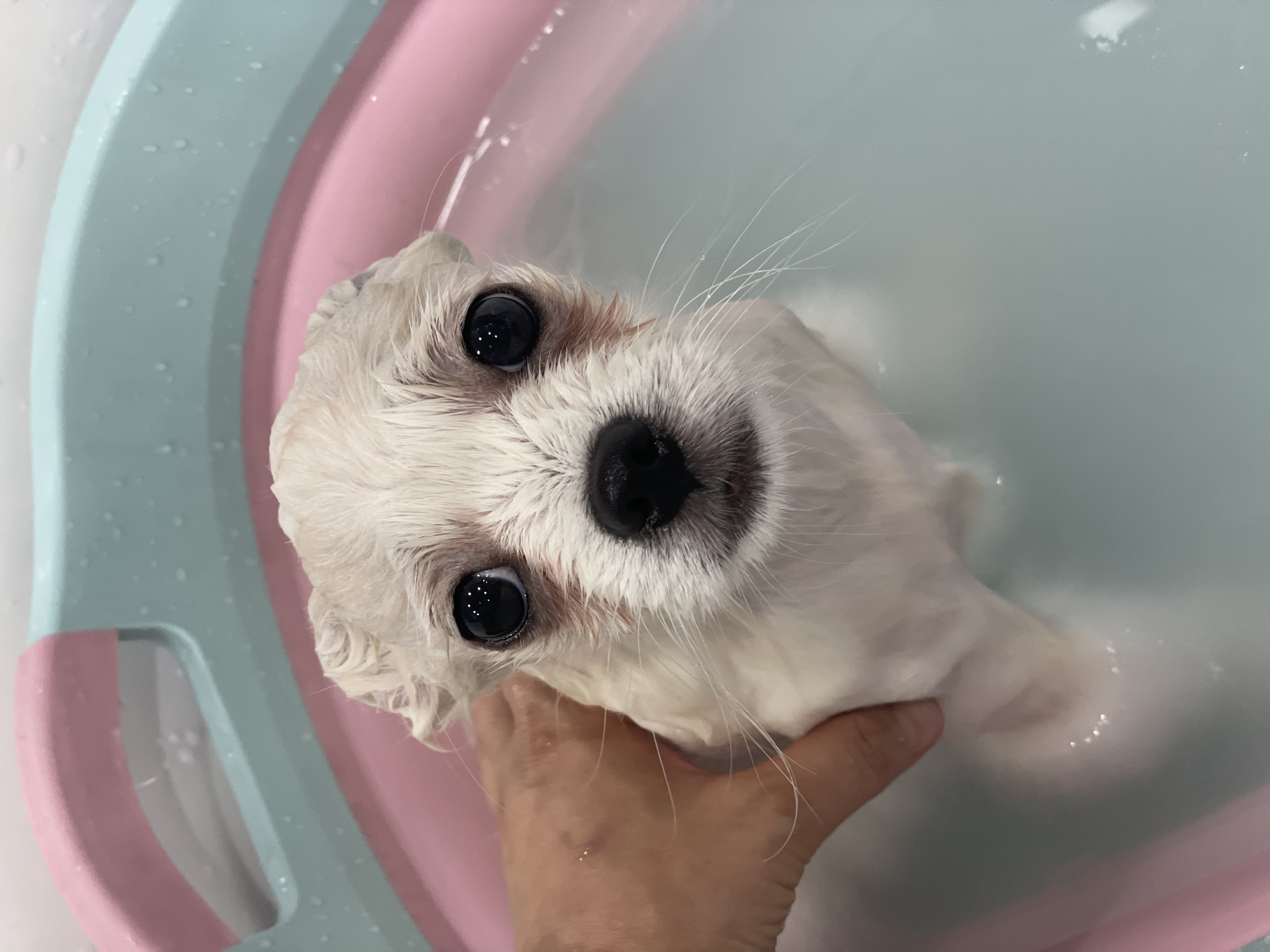 곤지암 마사(복댕이) 만난지 2달이 지났어요~