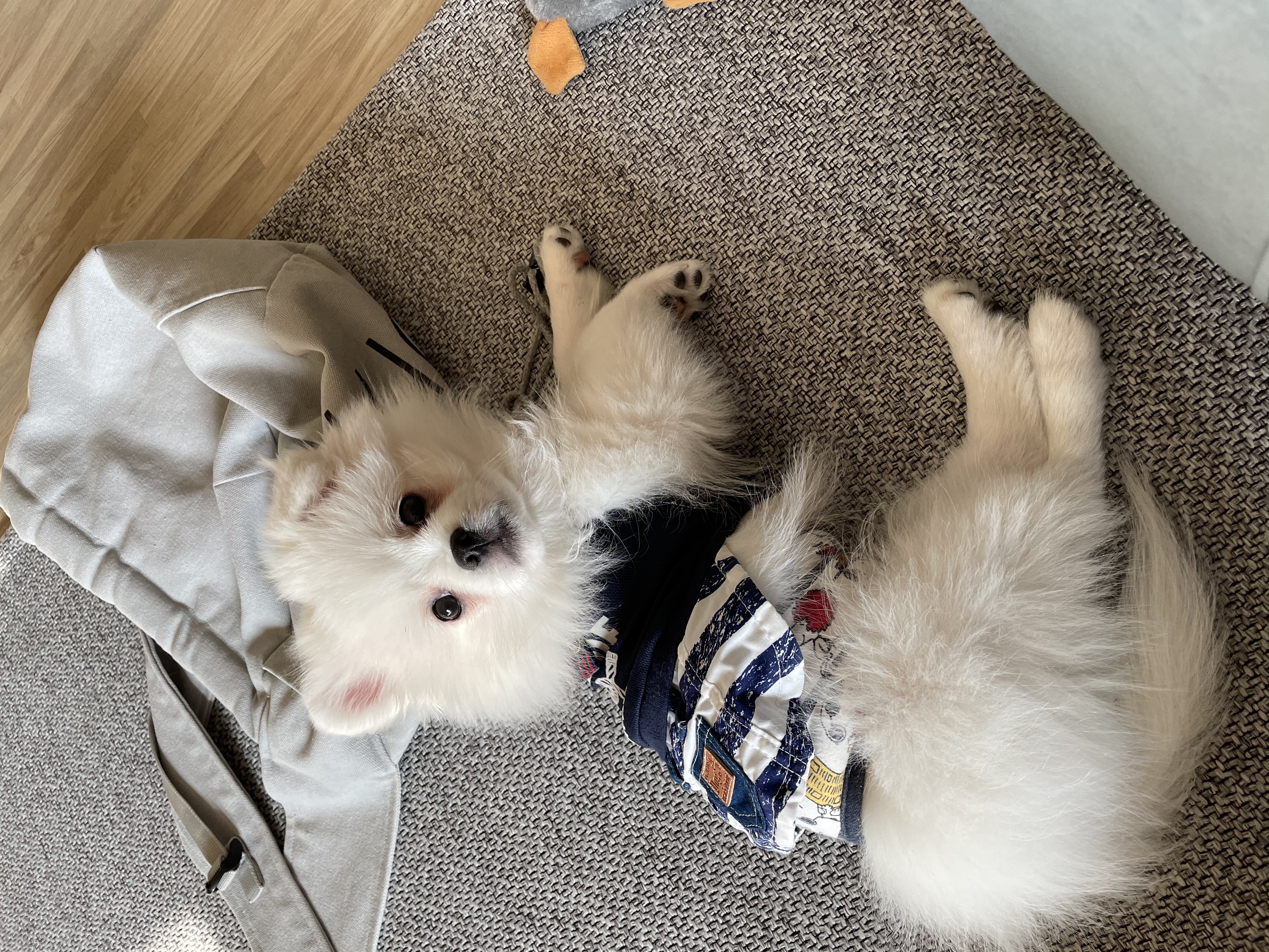 곤지암 마사(복댕이) 만난지 2달이 지났어요~