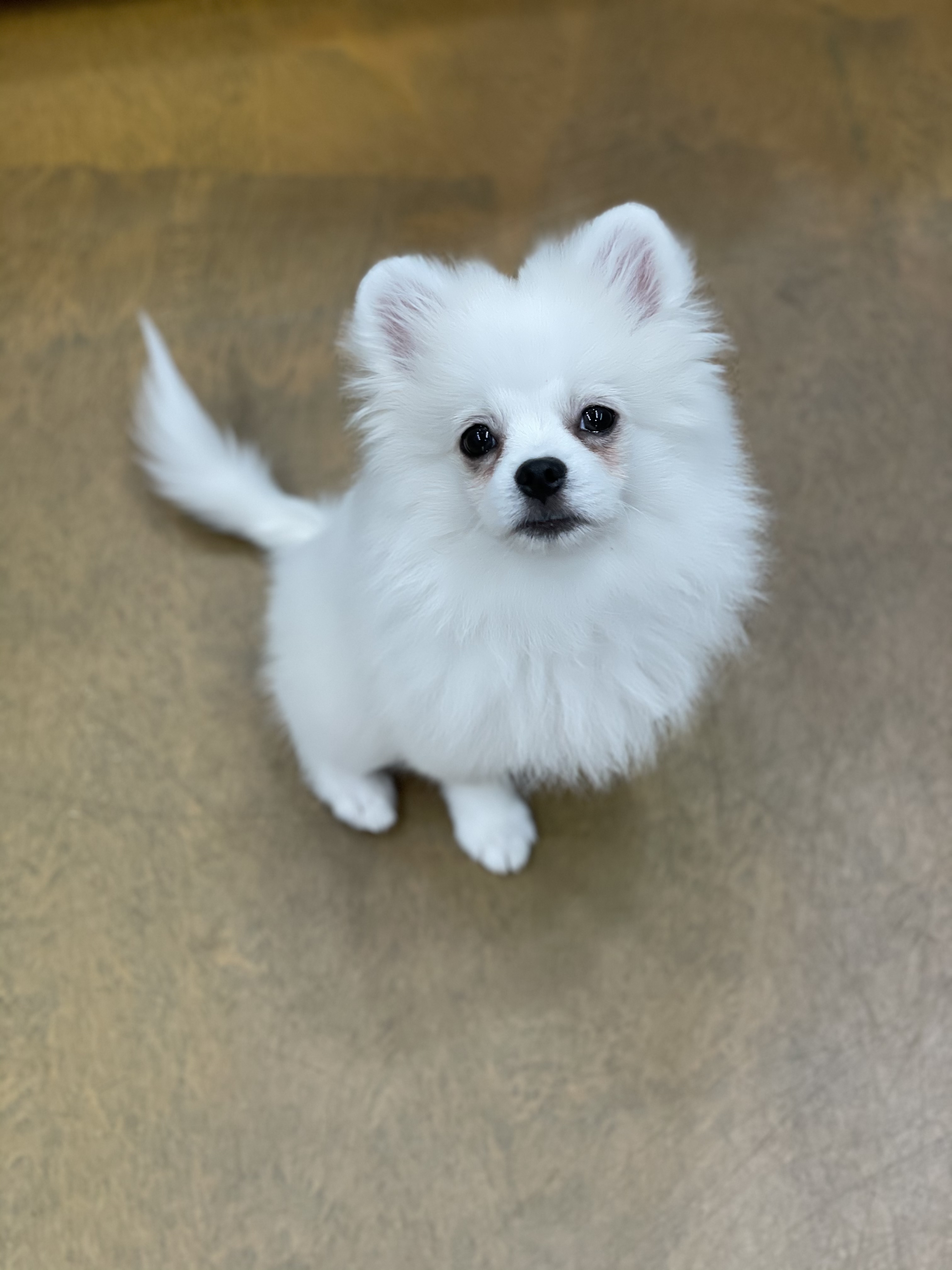 곤지암 마사(복댕이) 만난지 2달이 지났어요~