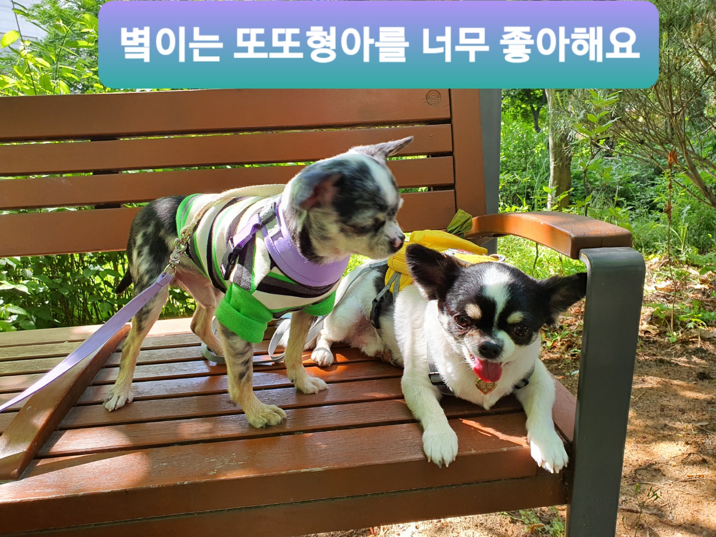 별(깜치)이 소식 전해드려요