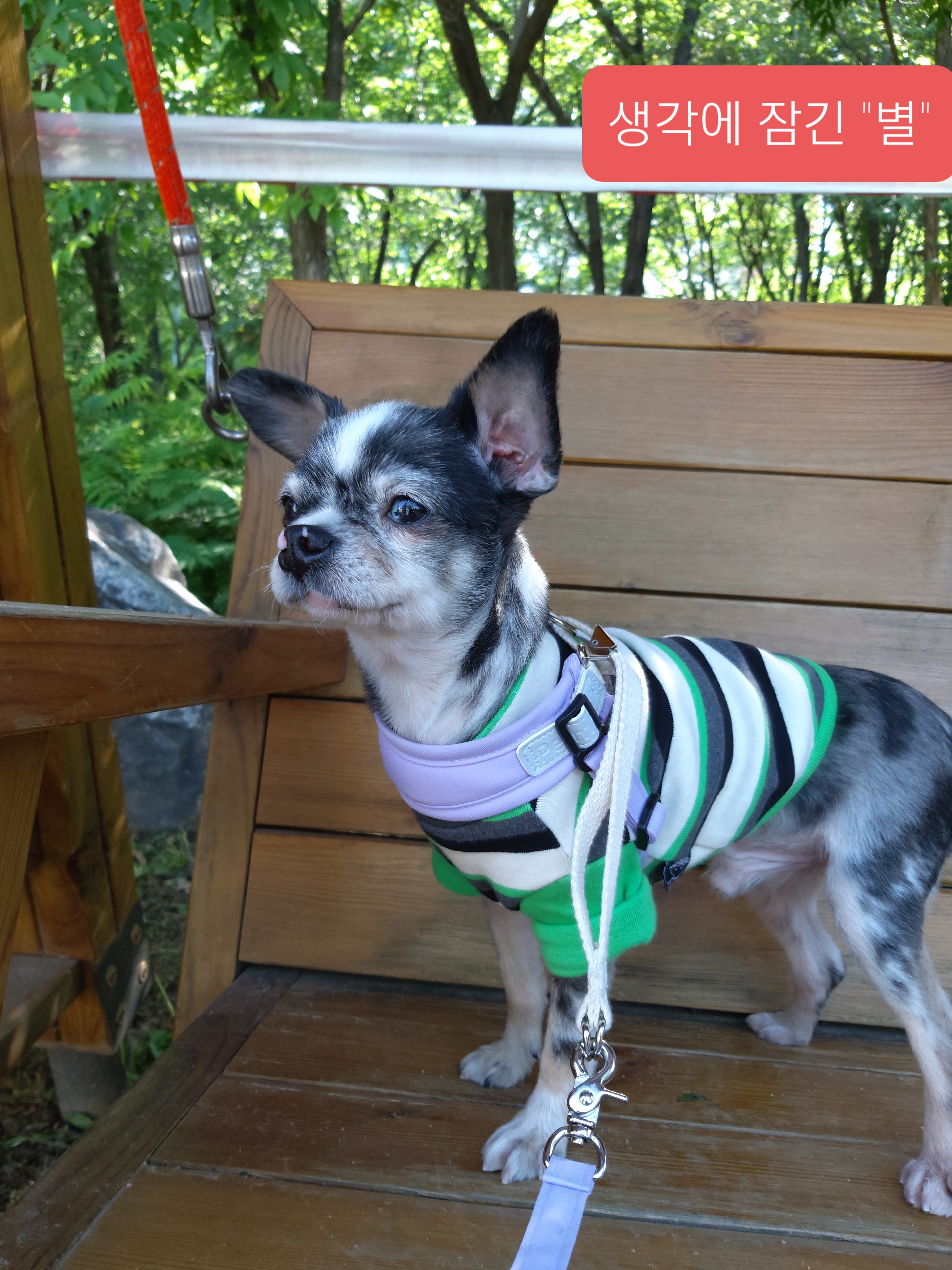 별(깜치)이 소식 전해드려요