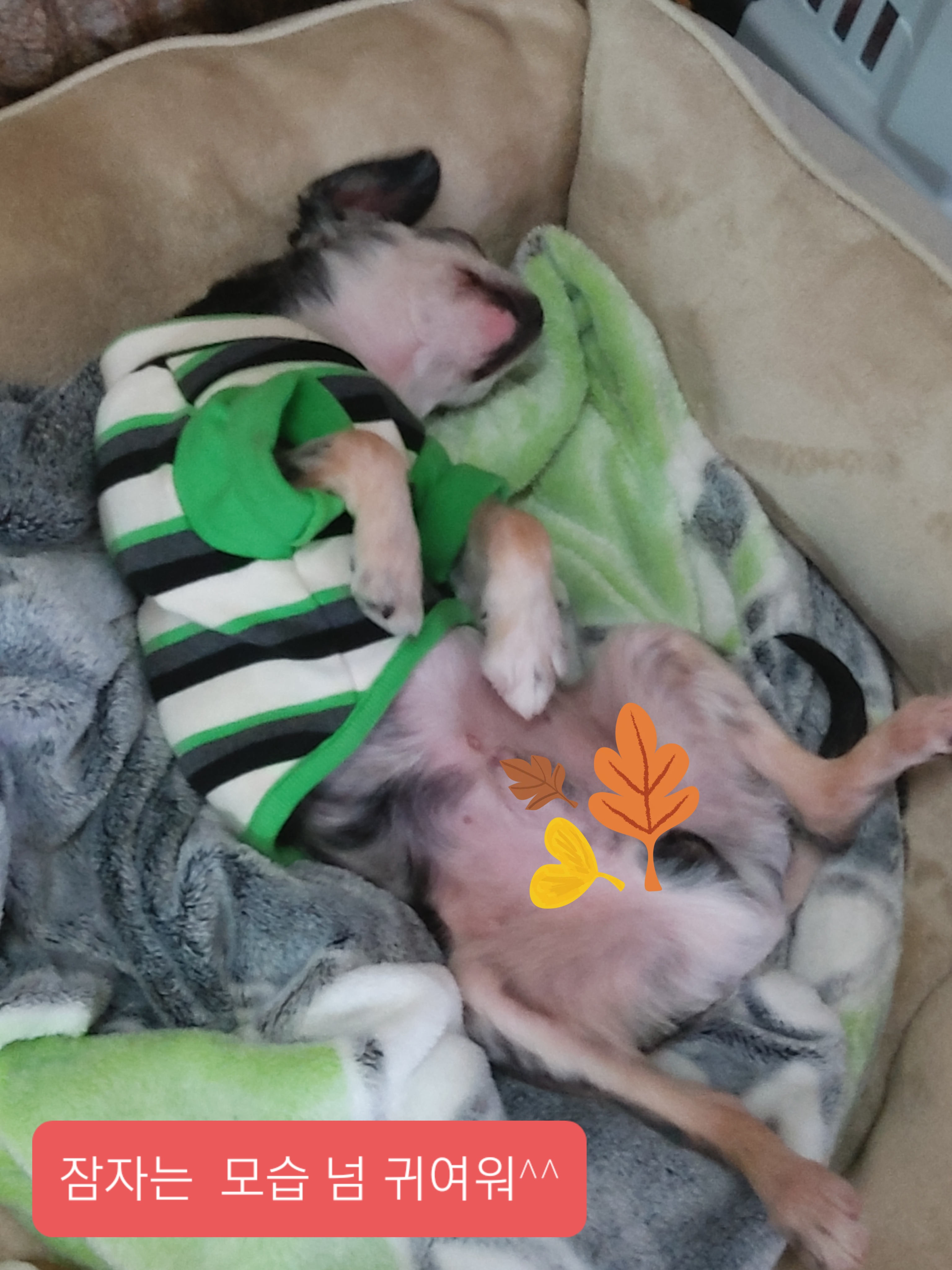 별(깜치)이 소식 전해드려요