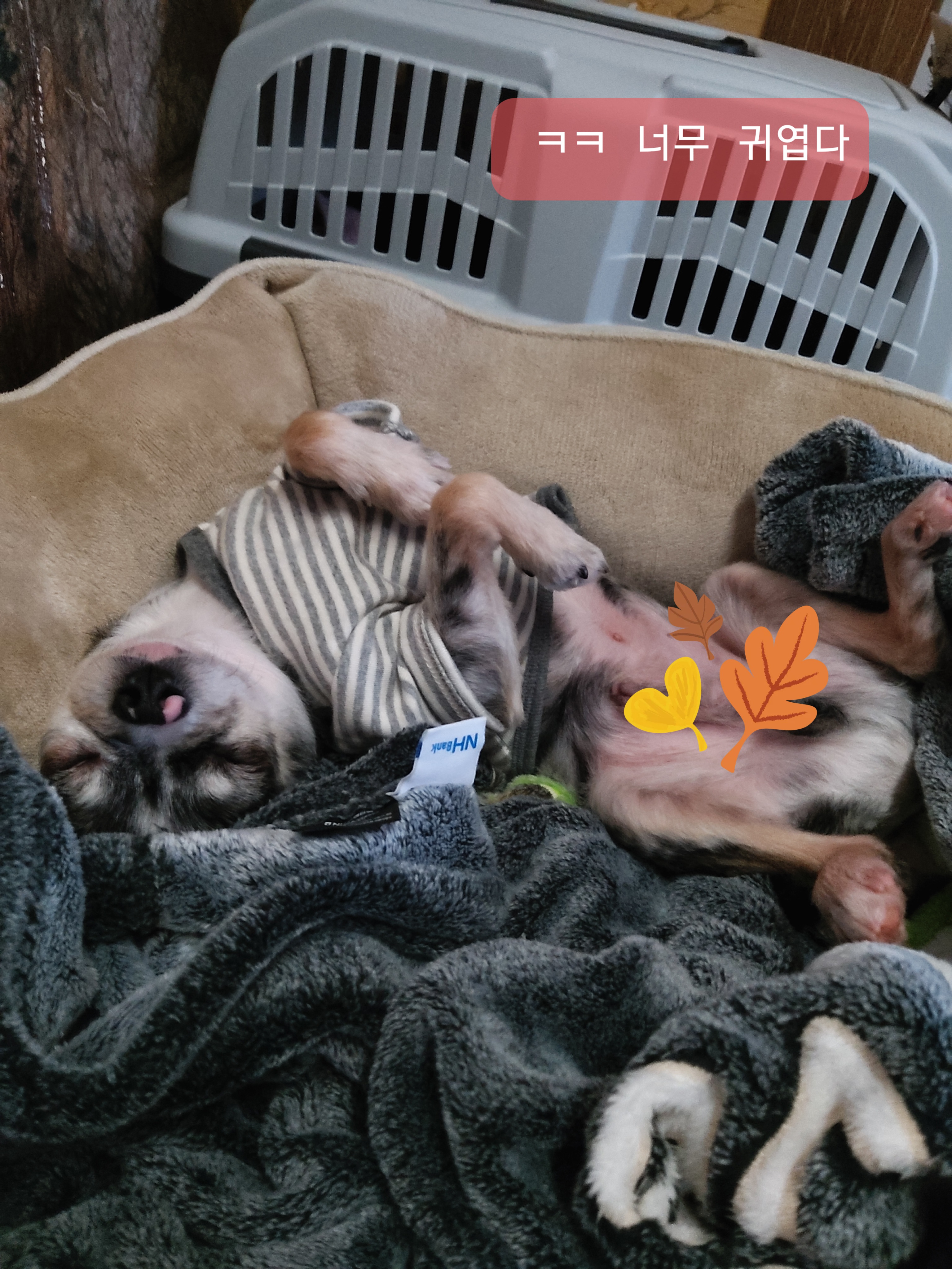 별(깜치)이 소식 전해드려요