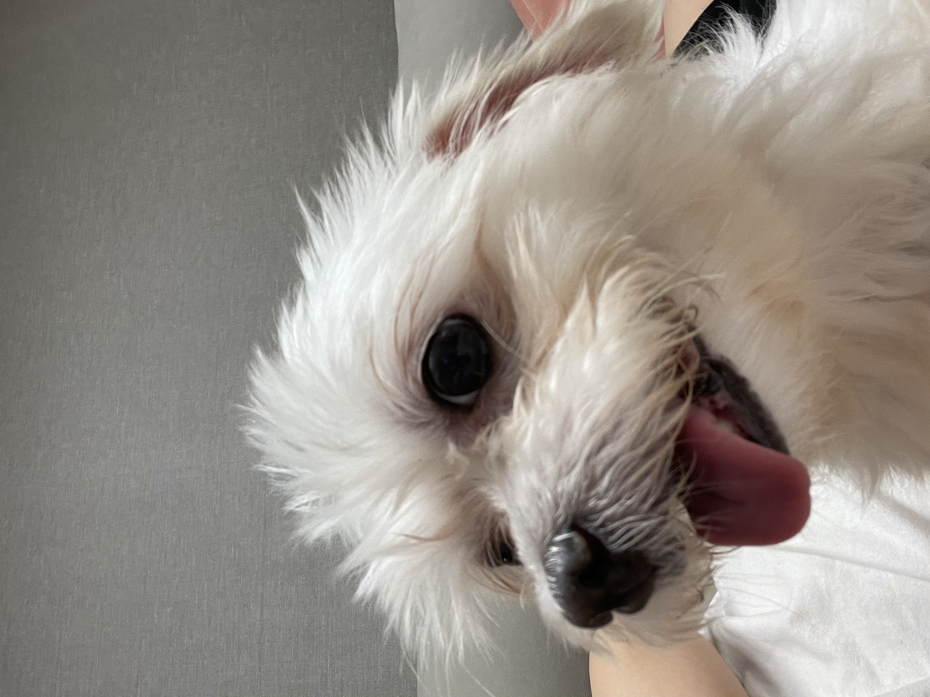 곤지암 콩순이(조이) 입양 후 한 달이 넘었어요!