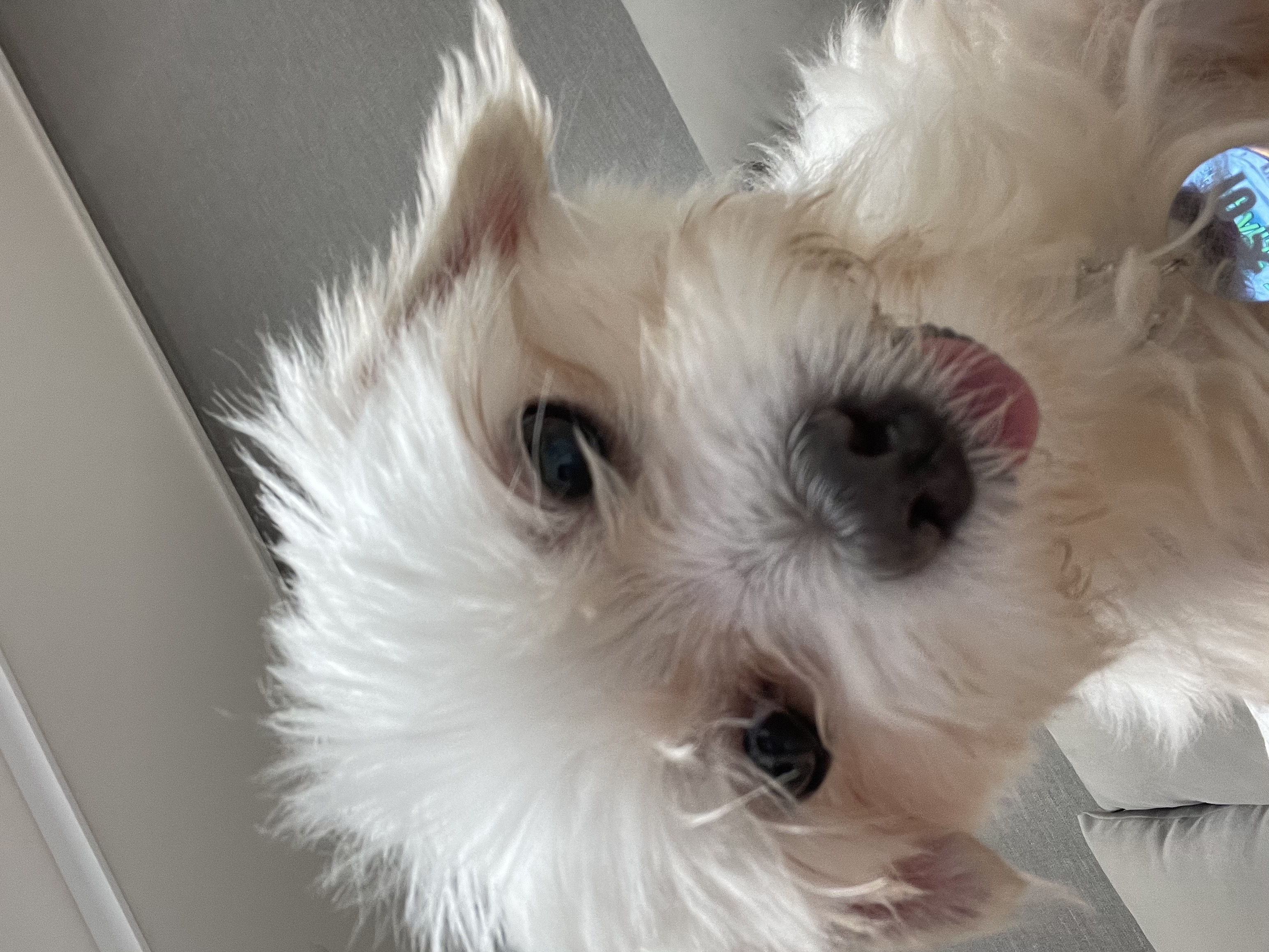 곤지암 콩순이(조이) 입양 후 한 달이 넘었어요!