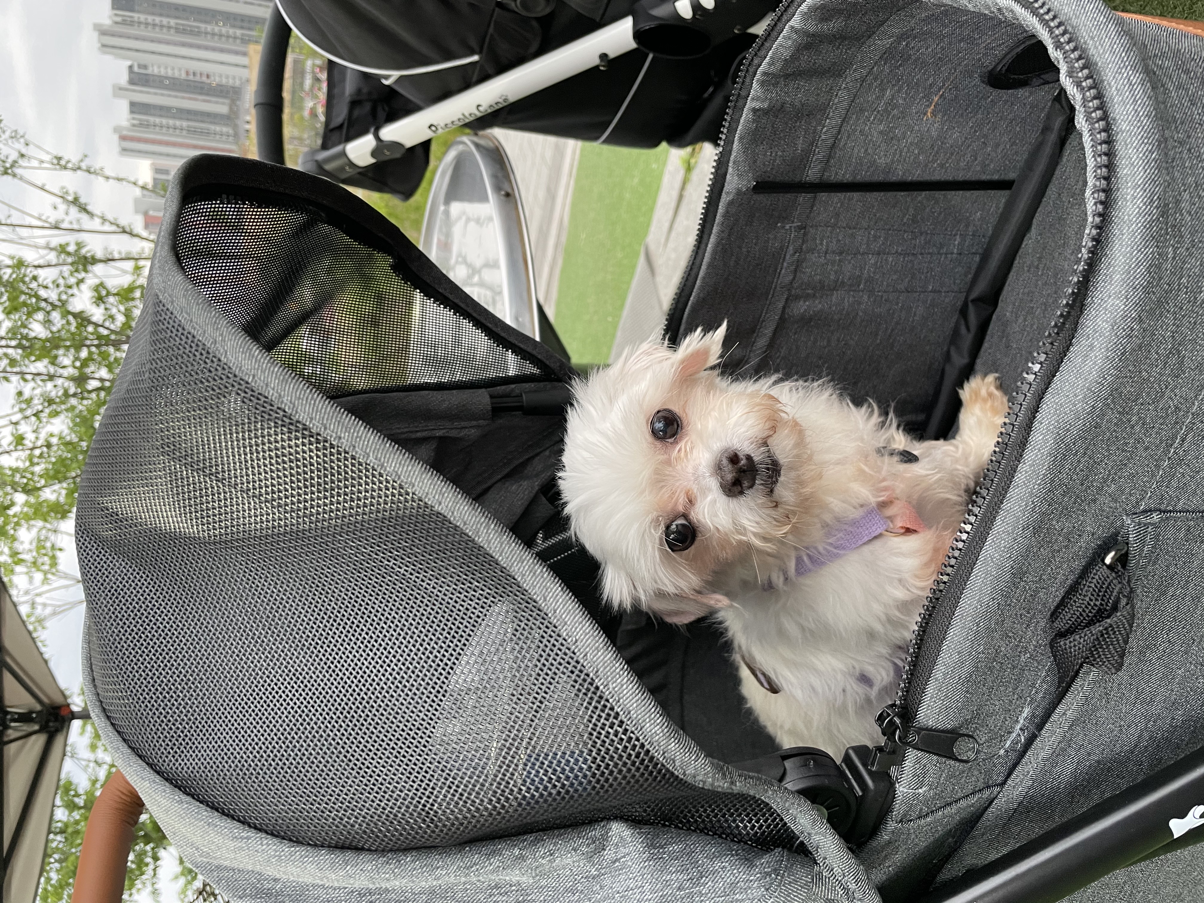 곤지암 콩순이(조이) 입양 후 한 달이 넘었어요!