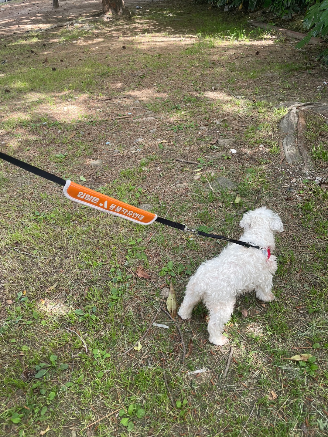 꽃님이 모모 입양45일후기(곤지암10번과 칸쵸) 