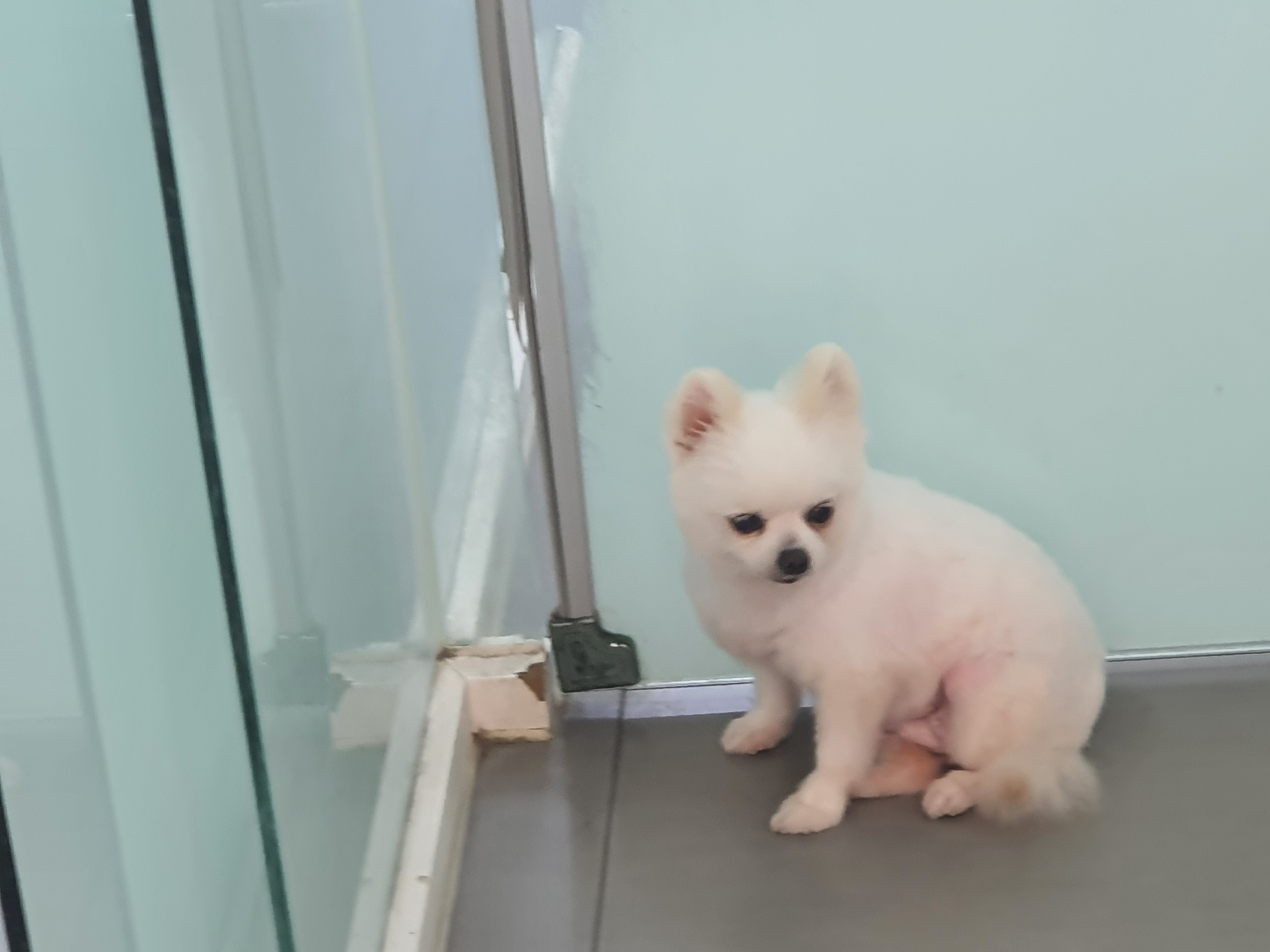 꽃님이 모모 입양45일후기(곤지암10번과 칸쵸) 