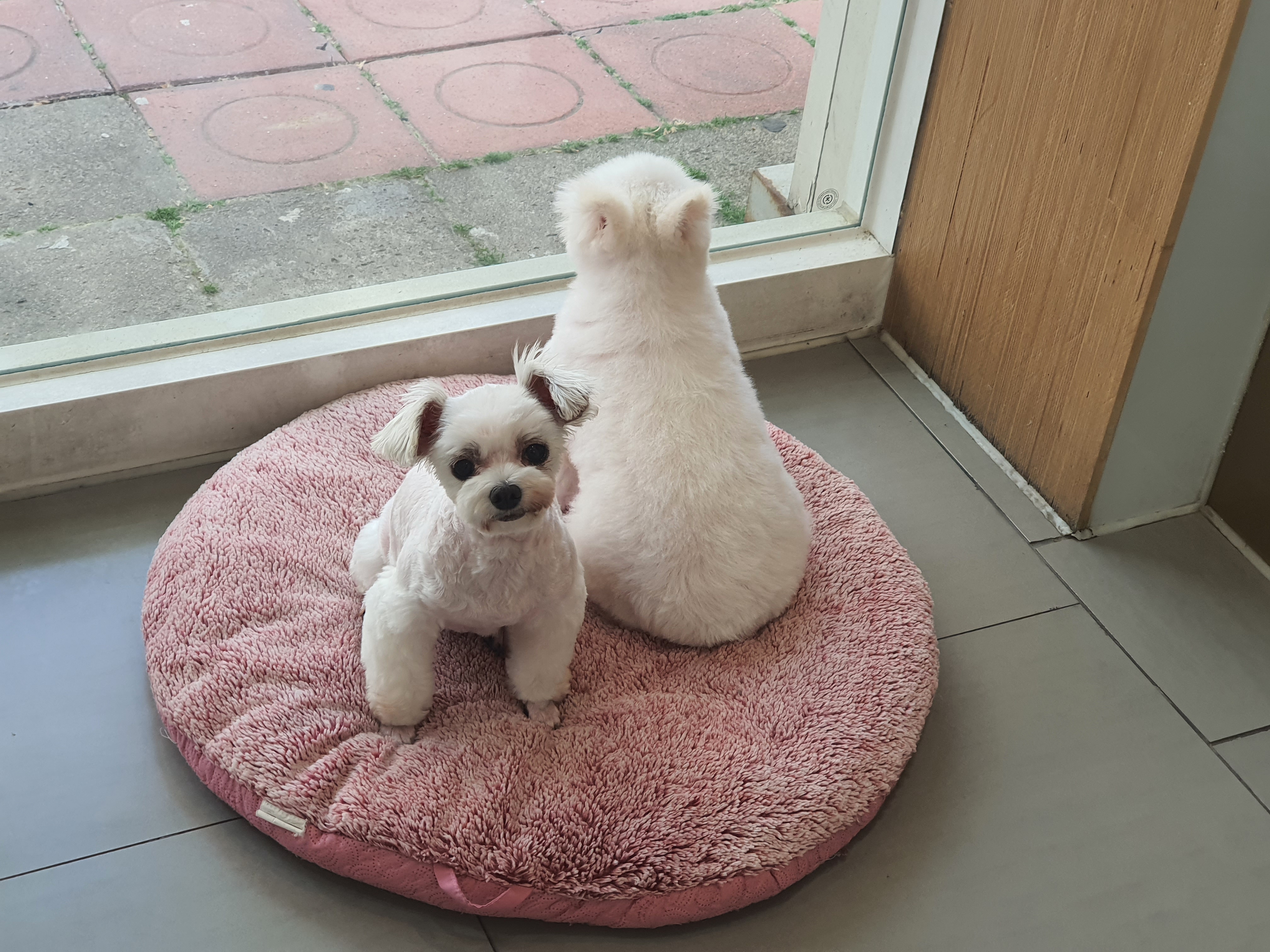 꽃님이 모모 입양45일후기(곤지암10번과 칸쵸) 