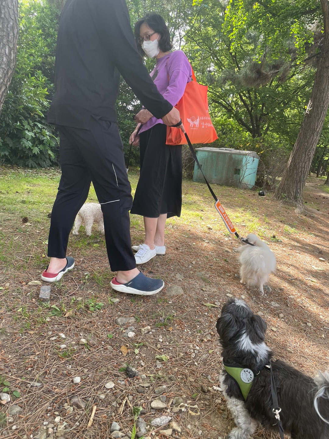 꽃님이 모모 입양45일후기(곤지암10번과 칸쵸) 