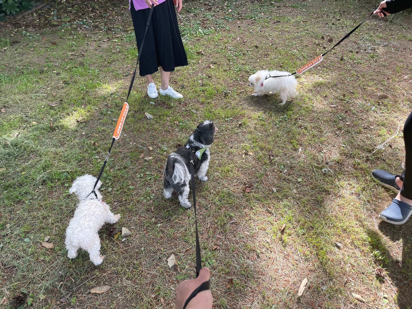 꽃님이 모모 입양45일후기(곤지암10번과 칸쵸) 