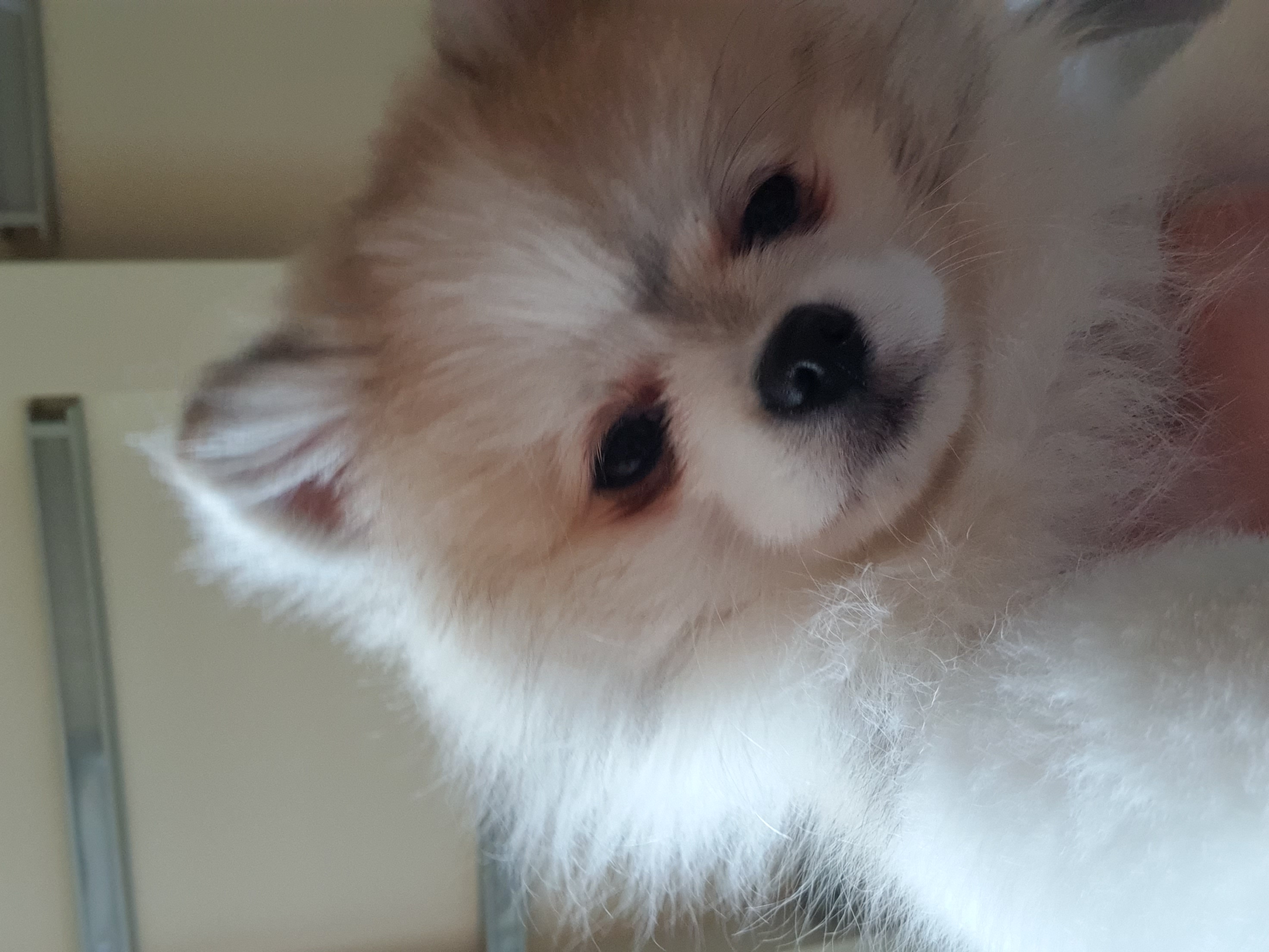 제리 입양 한달차 ! 