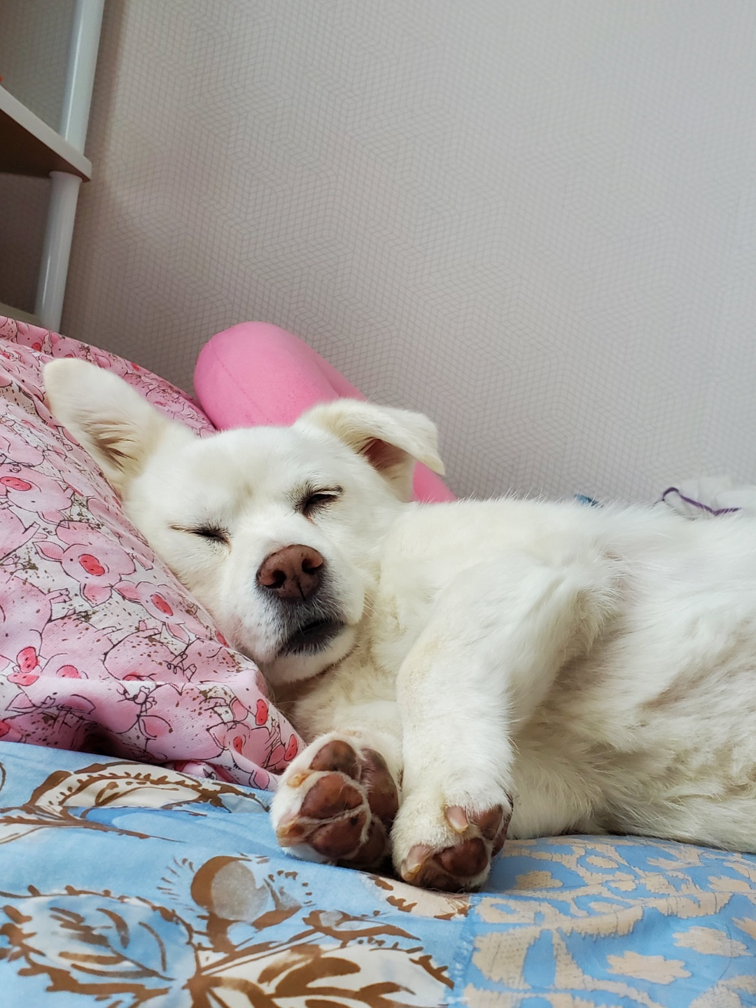 흰자 입양 1년 (엘리스와 함께)