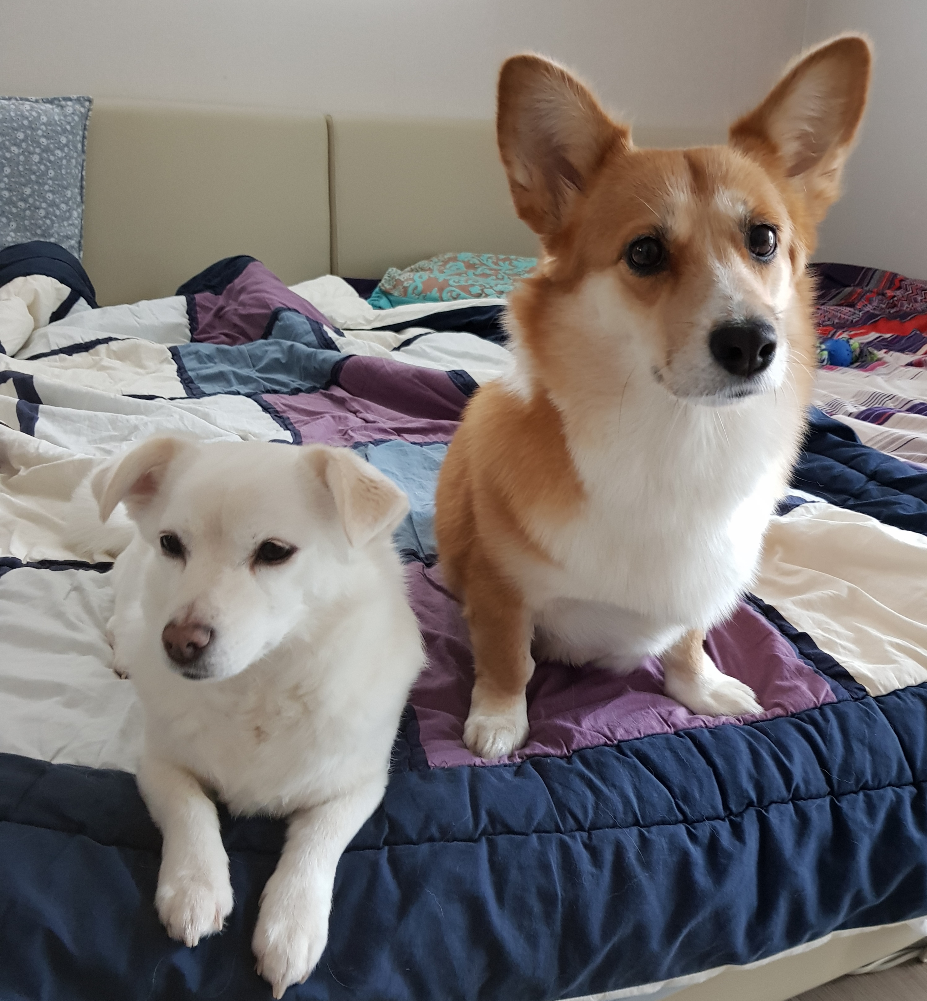 흰자 입양 1년 (엘리스와 함께)