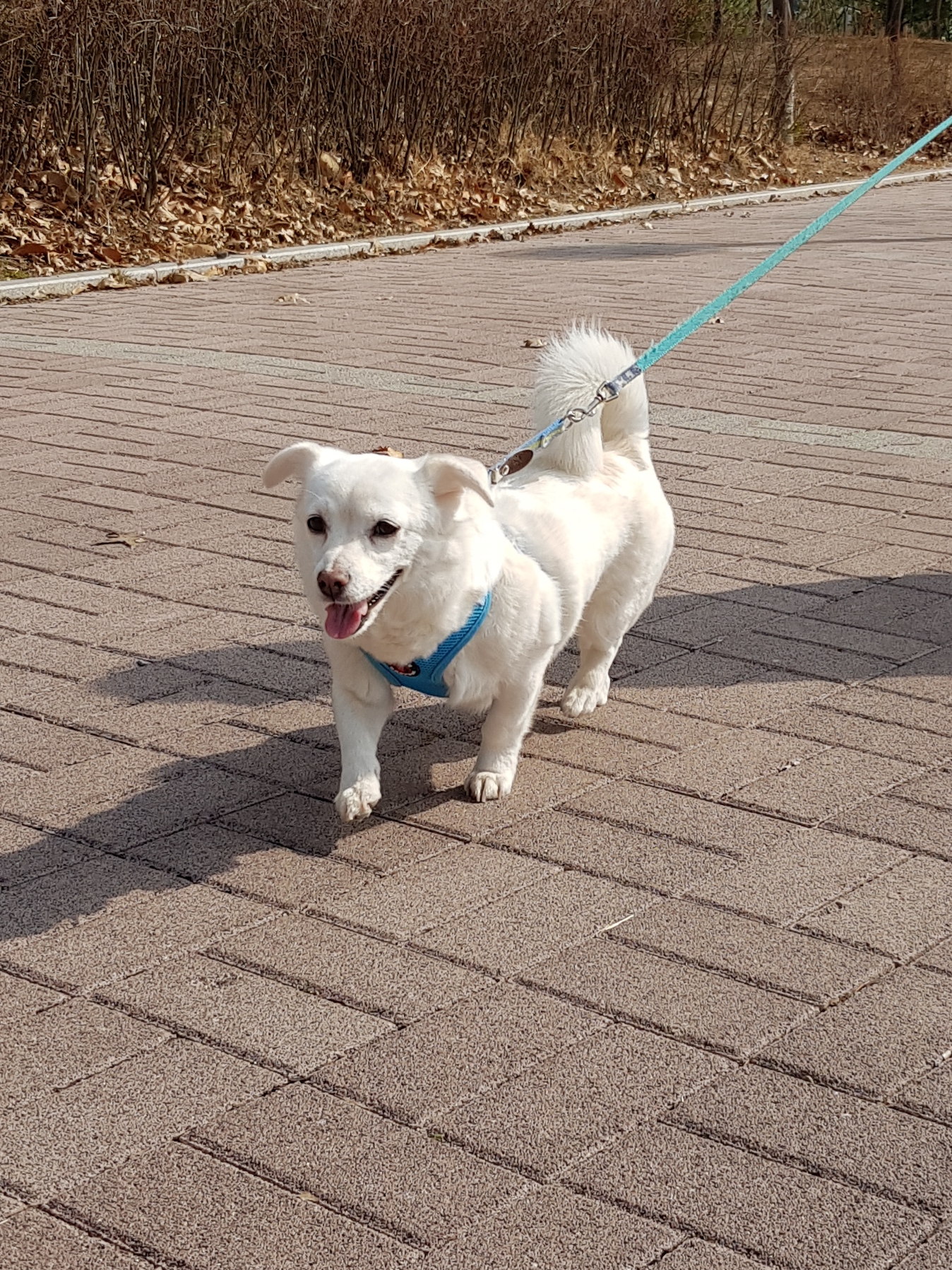 흰자 입양 1년 (엘리스와 함께)