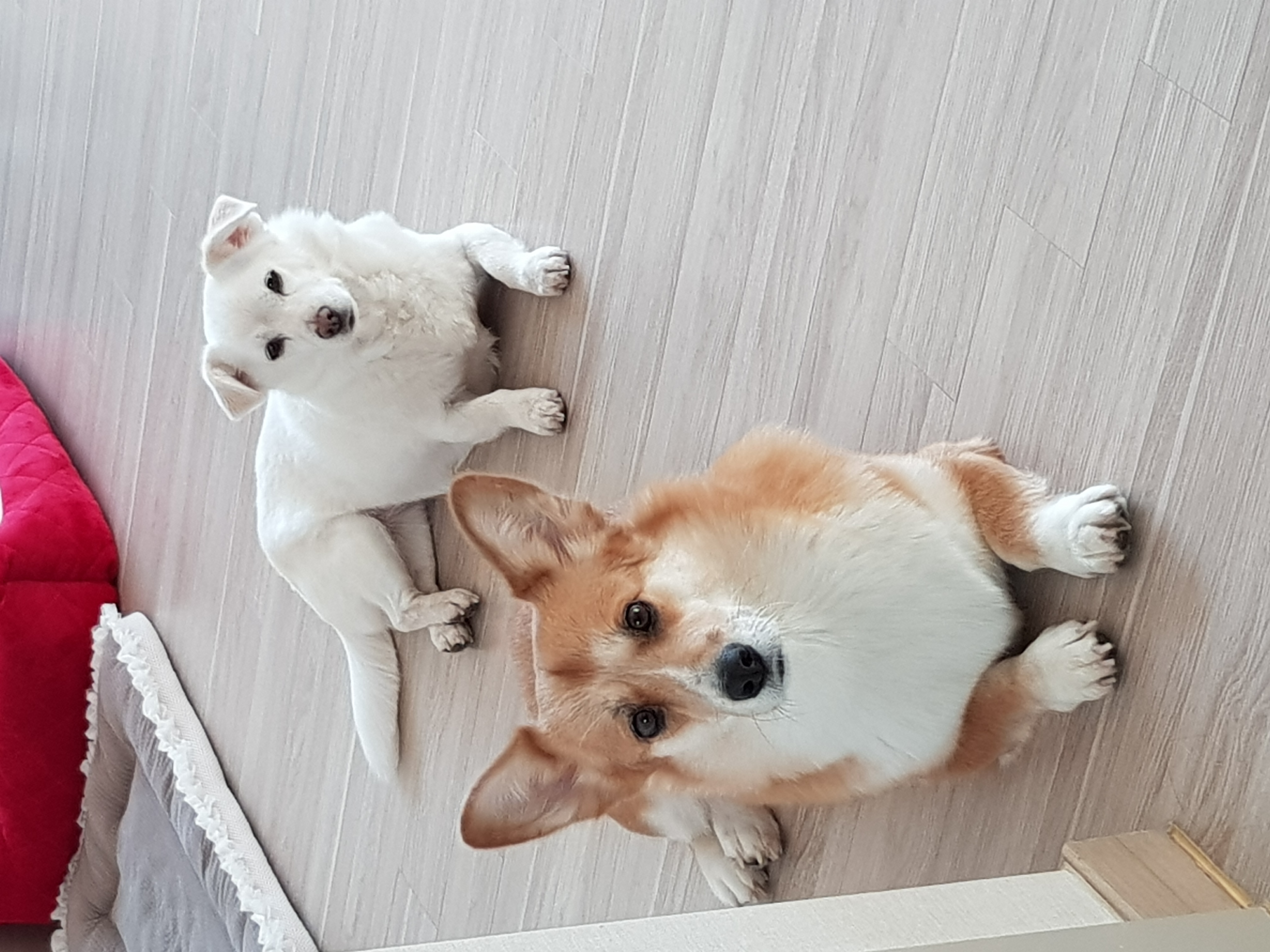 흰자 입양 1년 (엘리스와 함께)