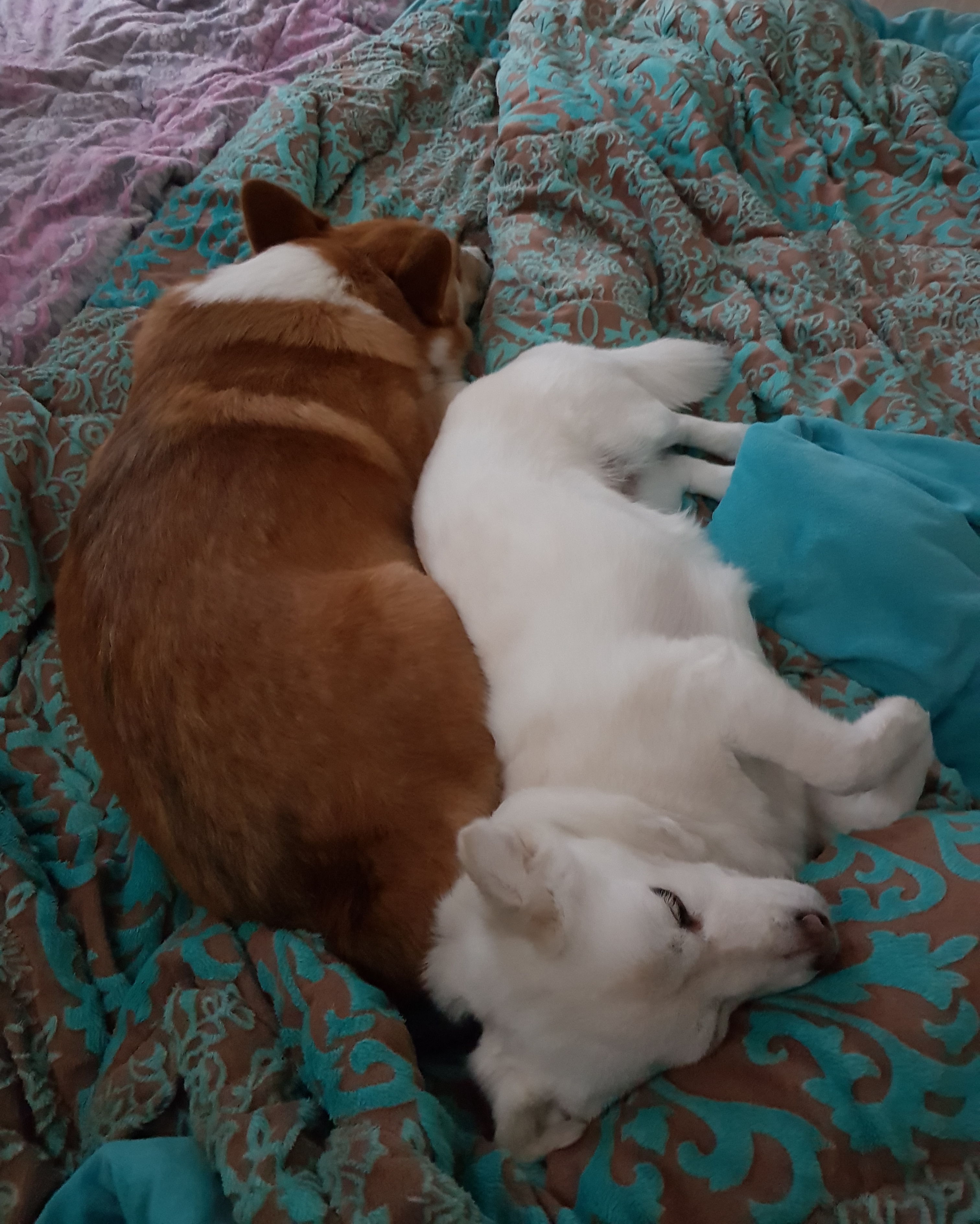 흰자 입양 1년 (엘리스와 함께)