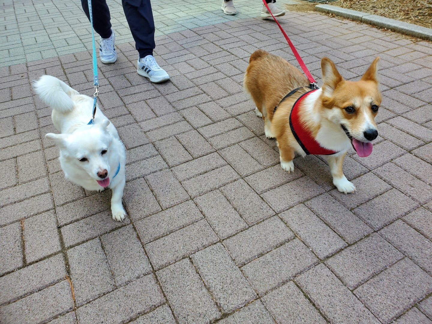 흰자 입양 1년 (엘리스와 함께)