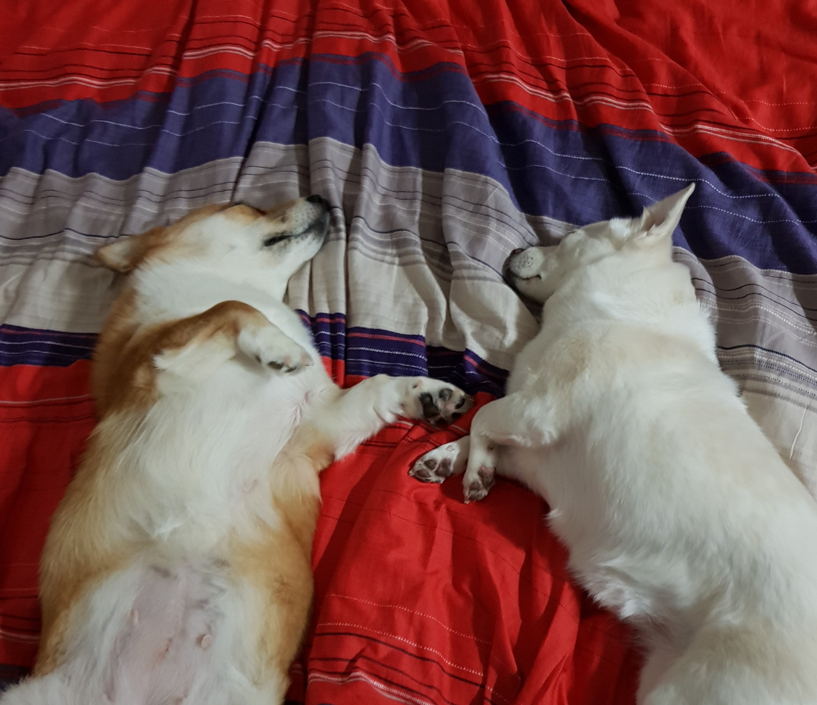 흰자 입양 1년 (엘리스와 함께)