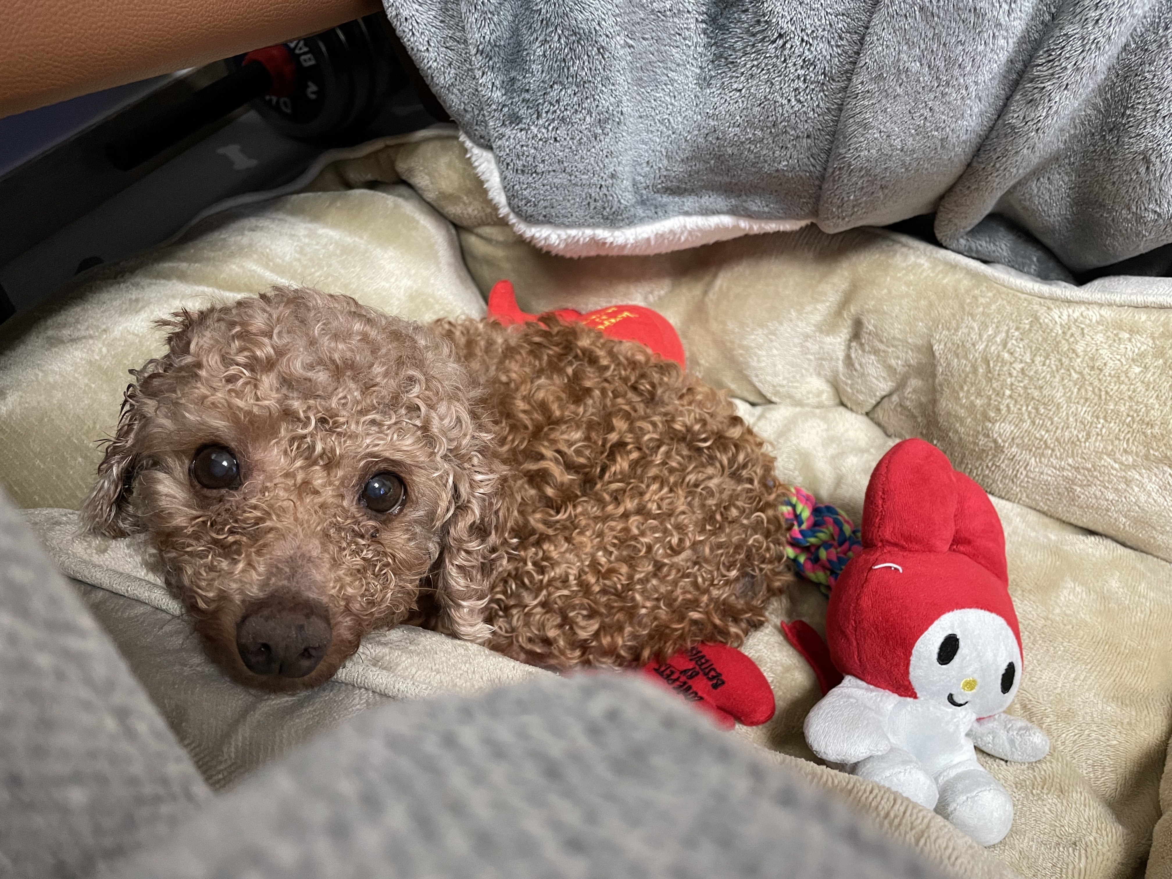 헤이즐과 가족이 된지 일주일이 되었어요~