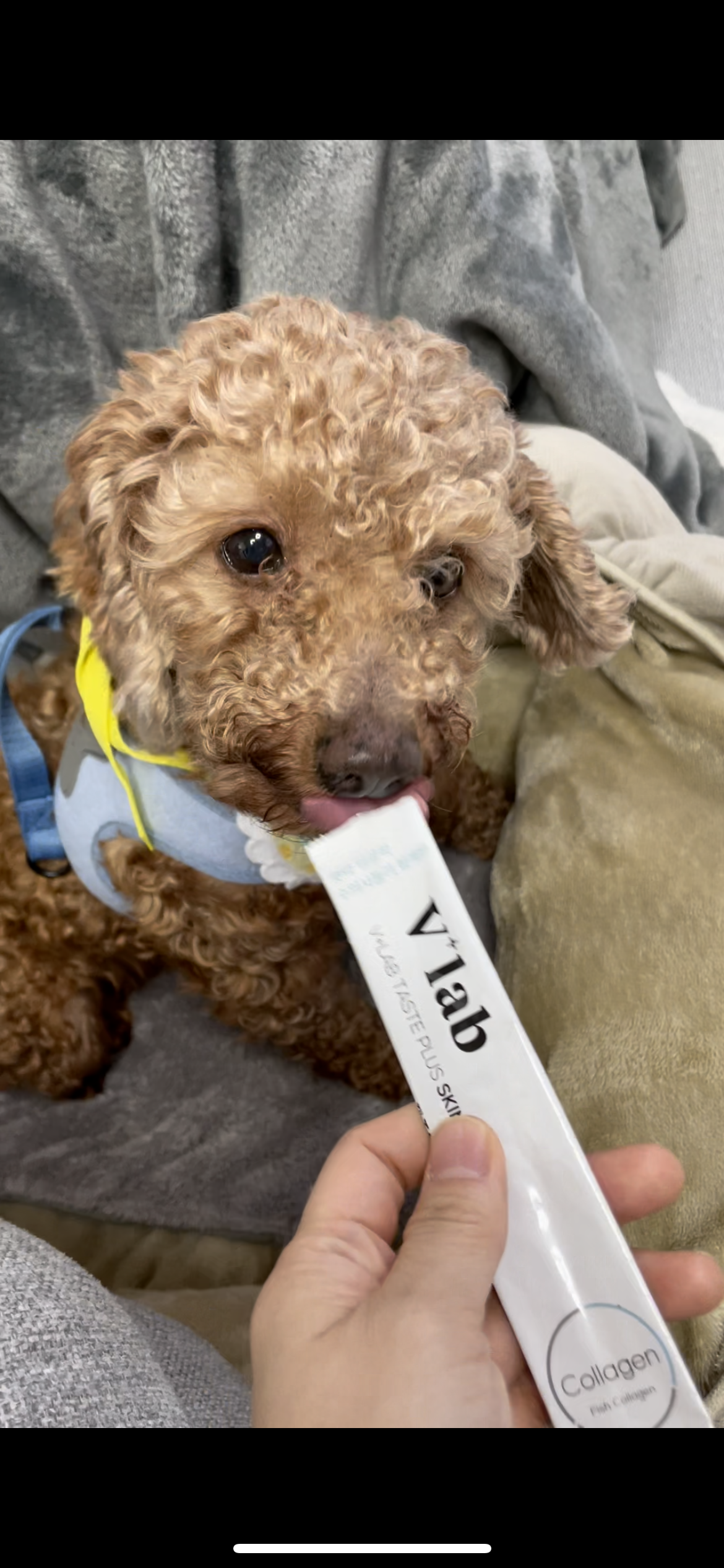 헤이즐과 가족이 된지 일주일이 되었어요~