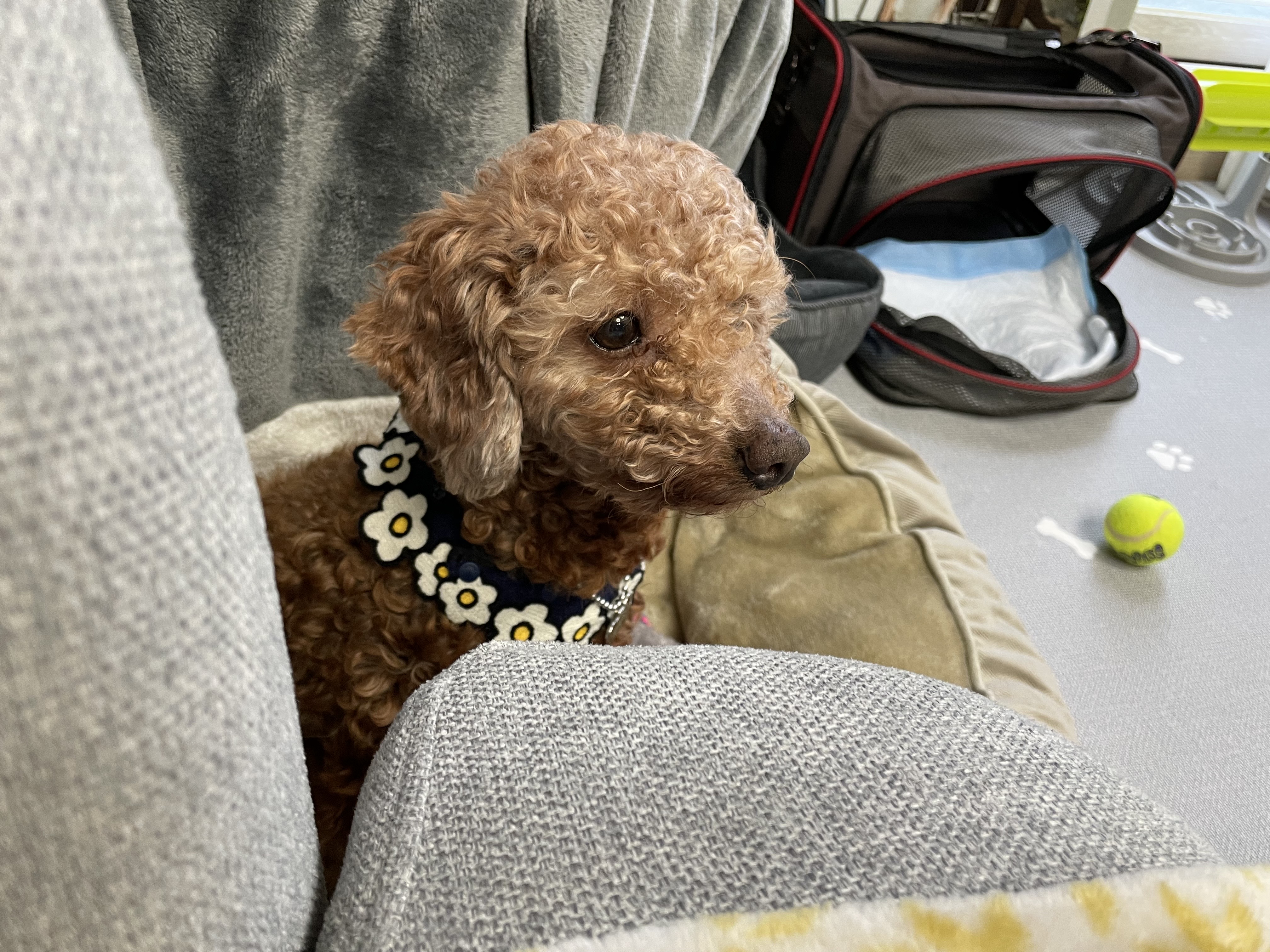 헤이즐과 가족이 된지 일주일이 되었어요~