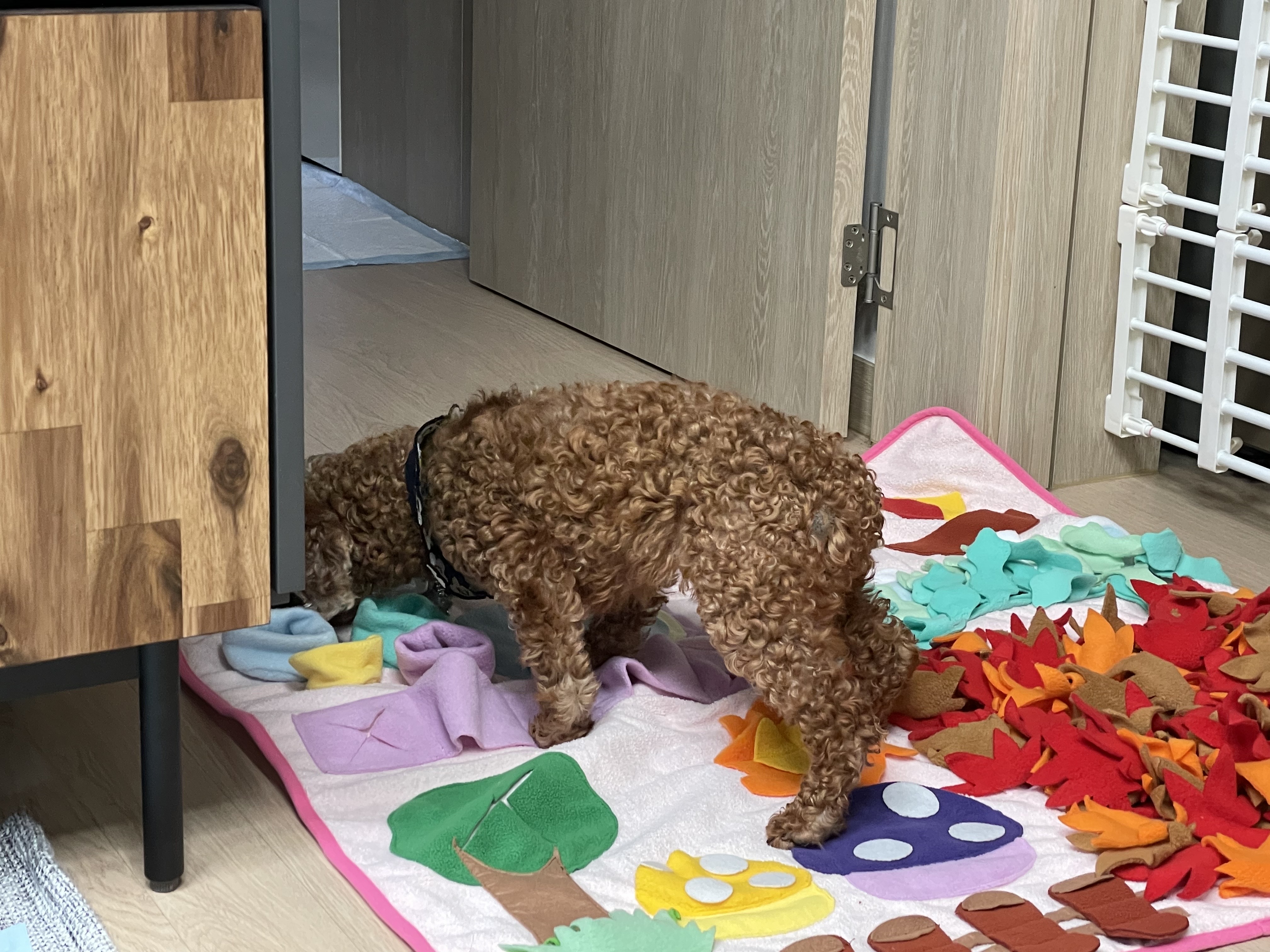 헤이즐과 가족이 된지 일주일이 되었어요~