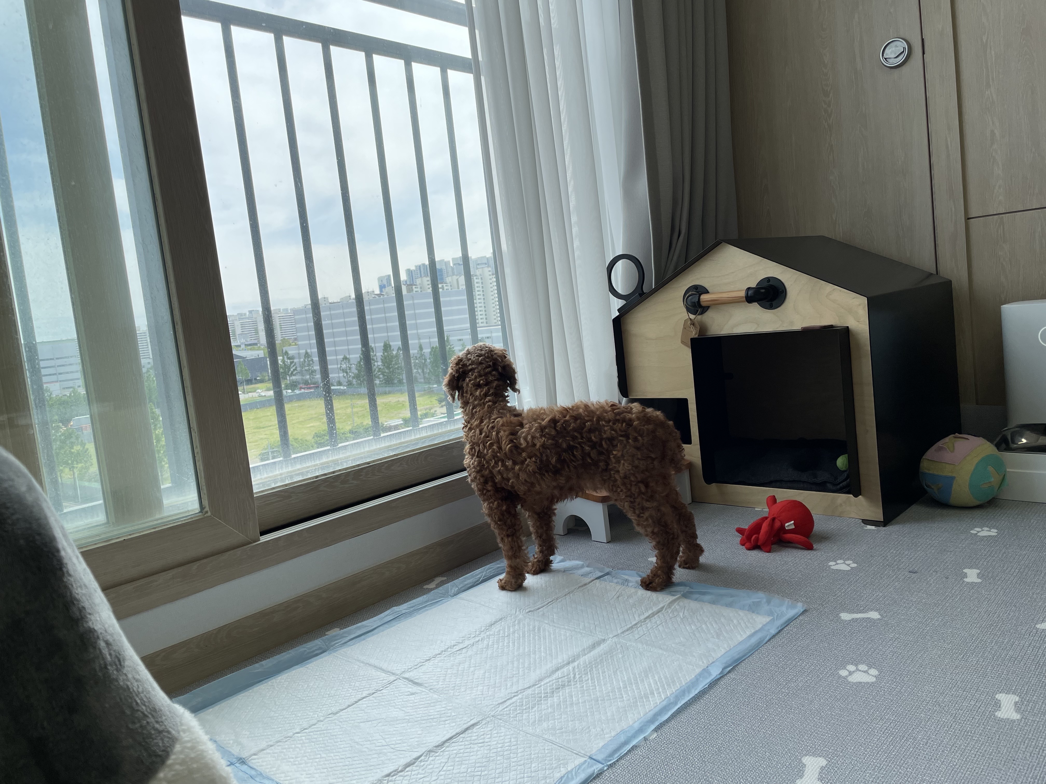 헤이즐과 가족이 된지 일주일이 되었어요~