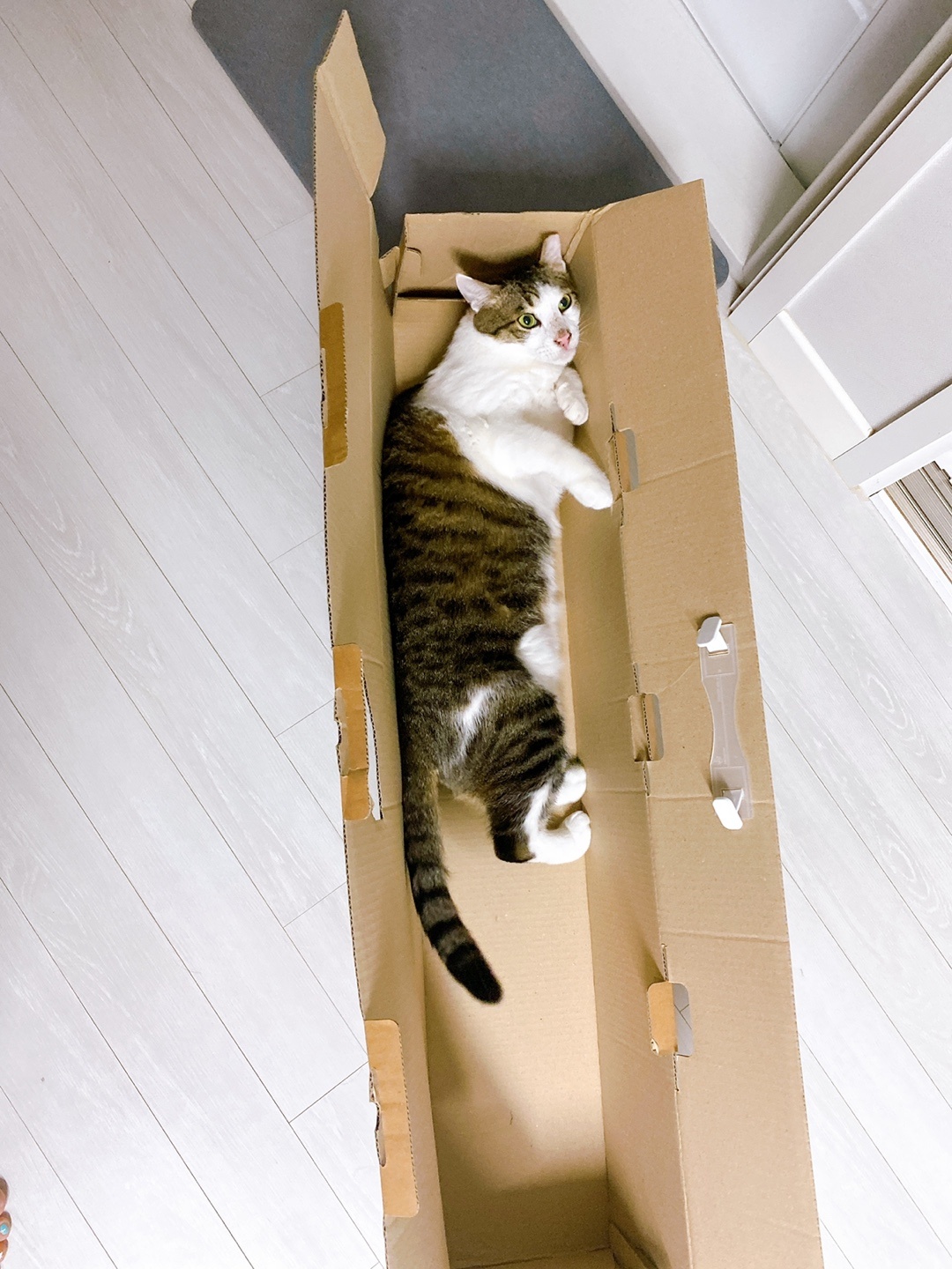 아띠와 함께한지 일주일이 되었어요~!!