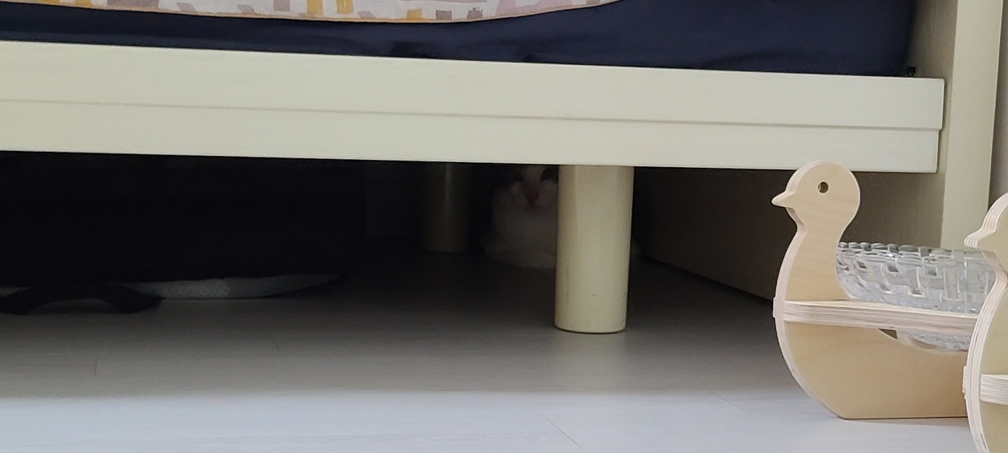 아띠와 함께한지 일주일이 되었어요~!!