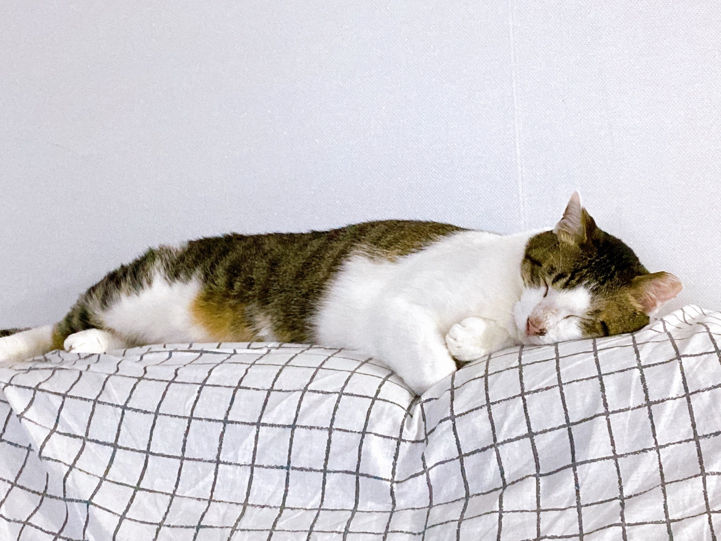 아띠와 함께한지 일주일이 되었어요~!!