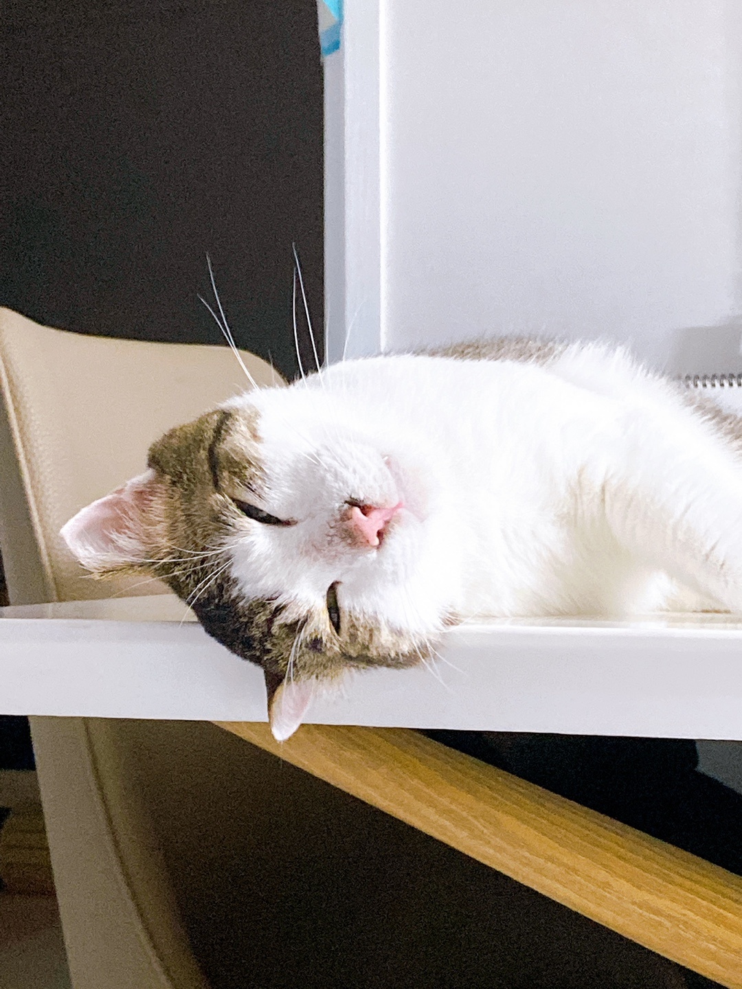 아띠와 함께한지 일주일이 되었어요~!!