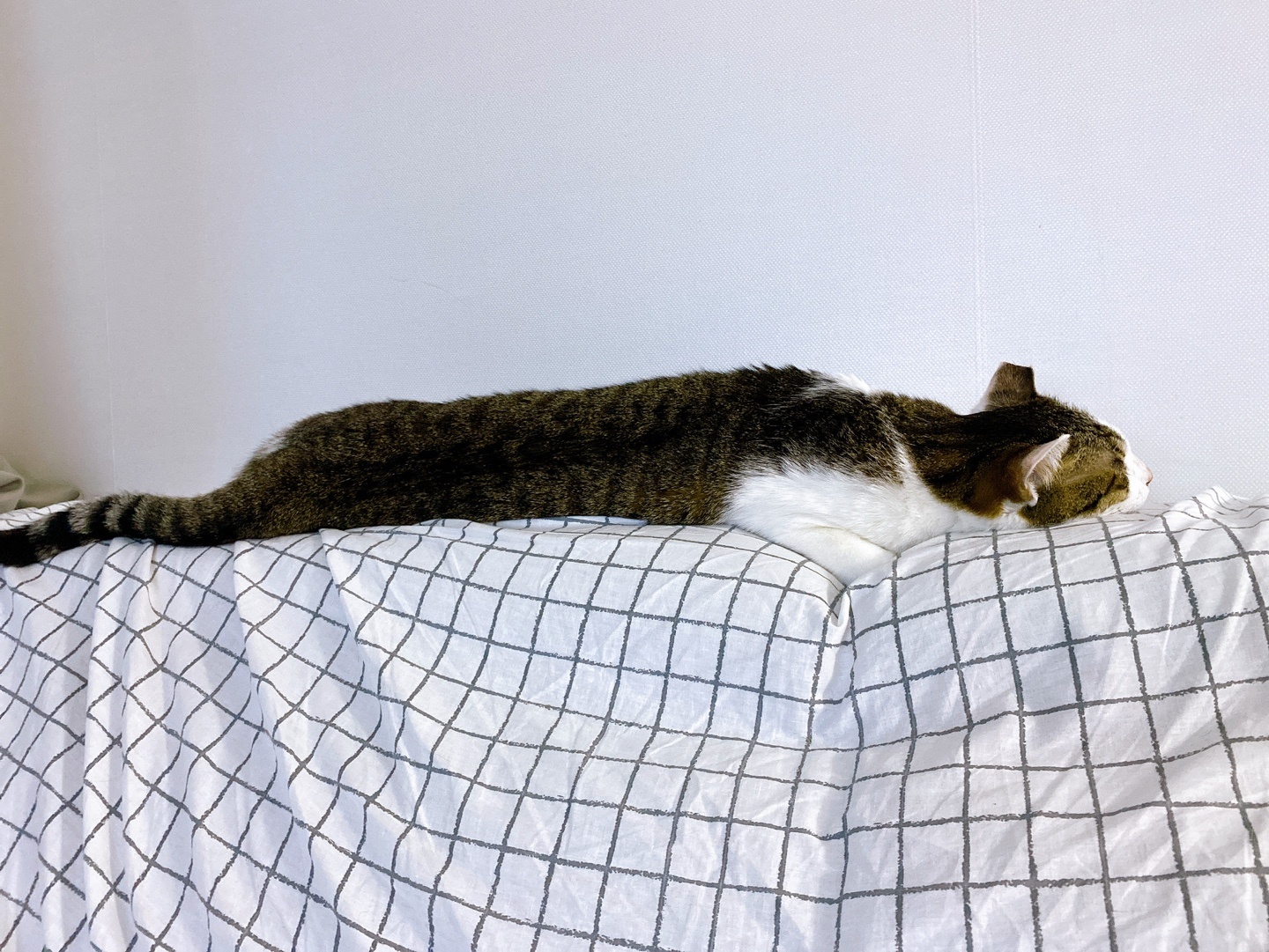 아띠와 함께한지 일주일이 되었어요~!!