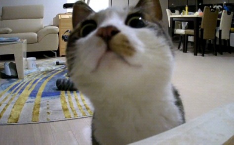 까꿍이를 데려온지 7일차!