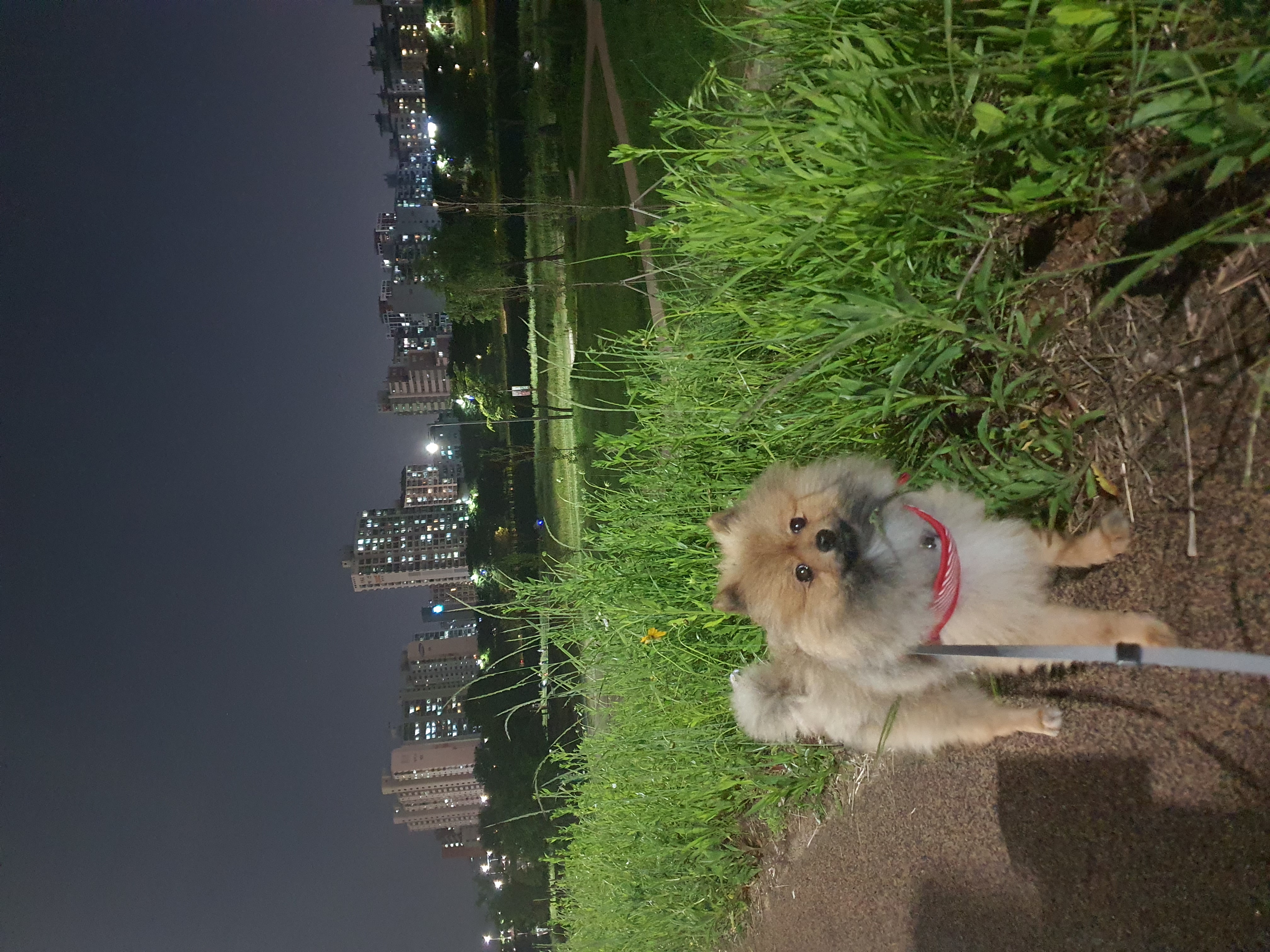 라쿤이 일주일 차