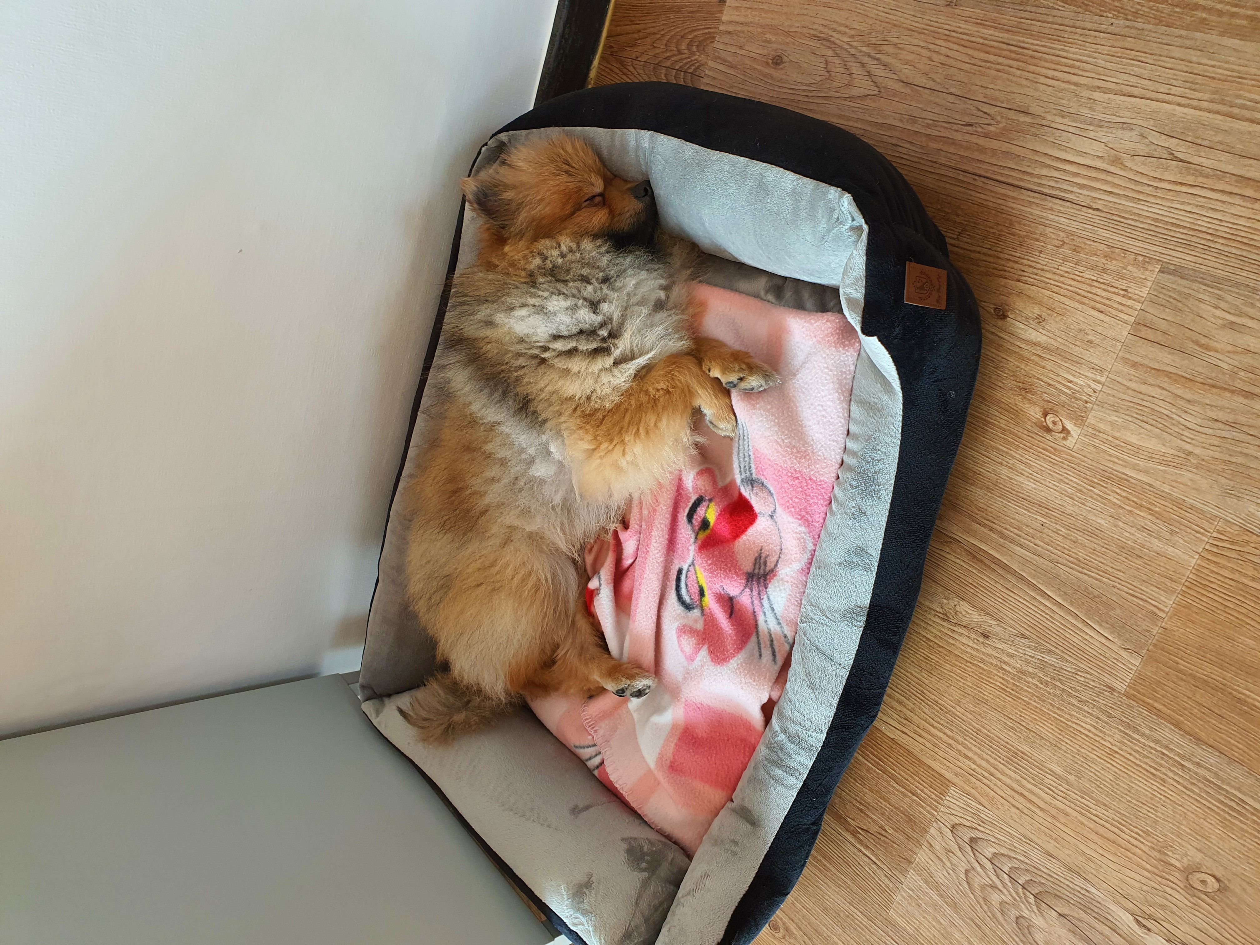 라쿤이 일주일 차