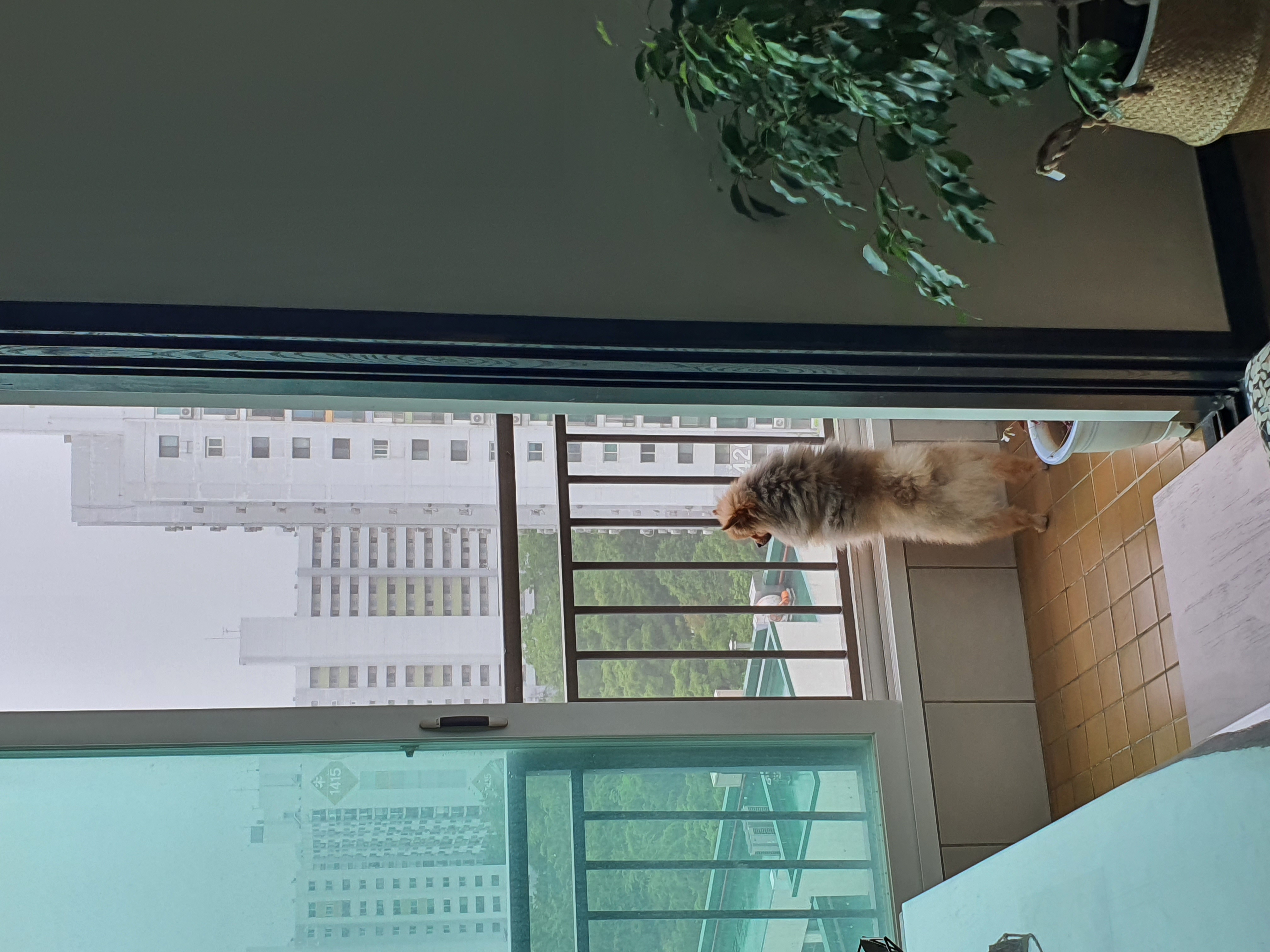 라쿤이 일주일 차