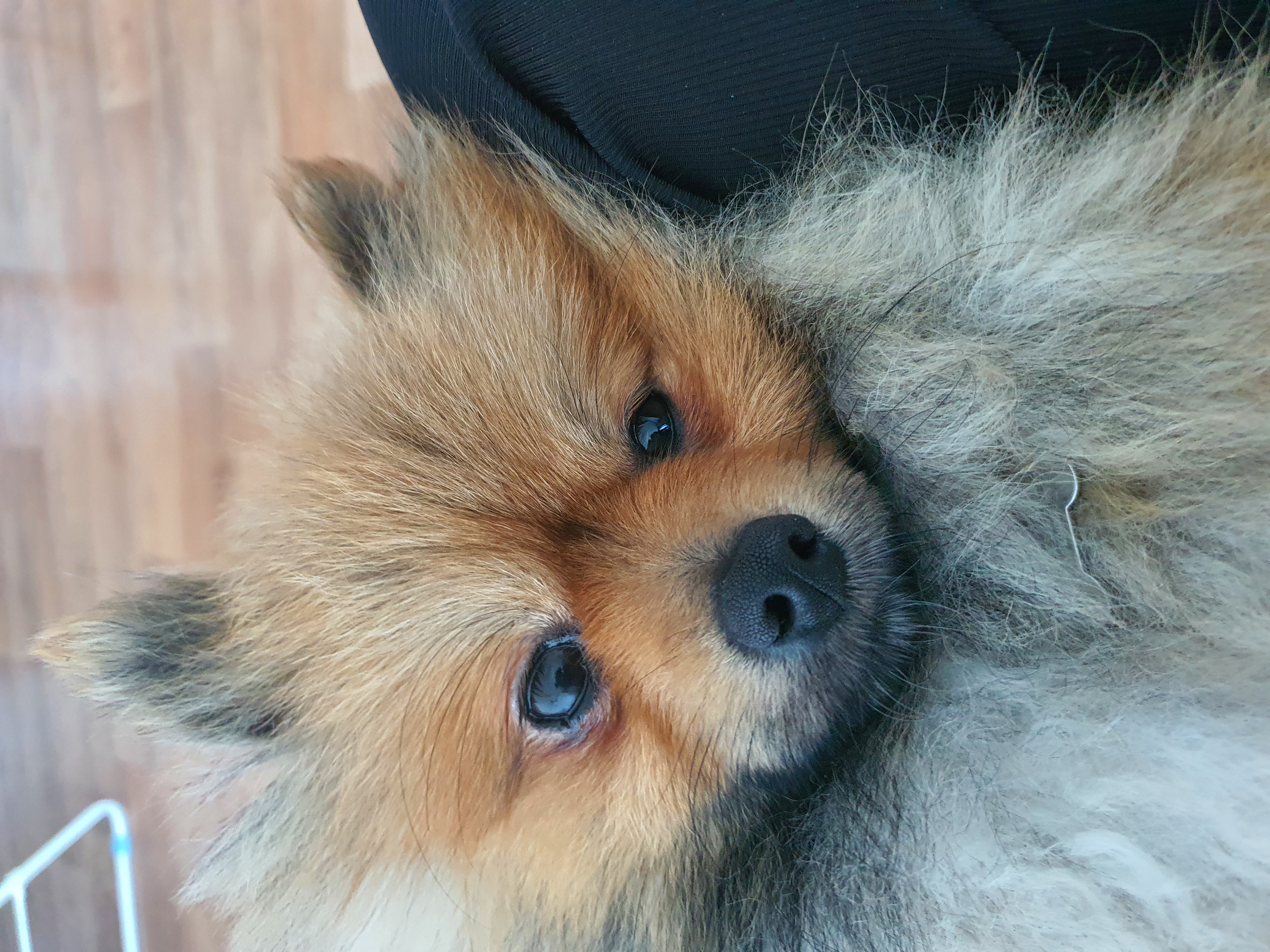 라쿤이 일주일 차