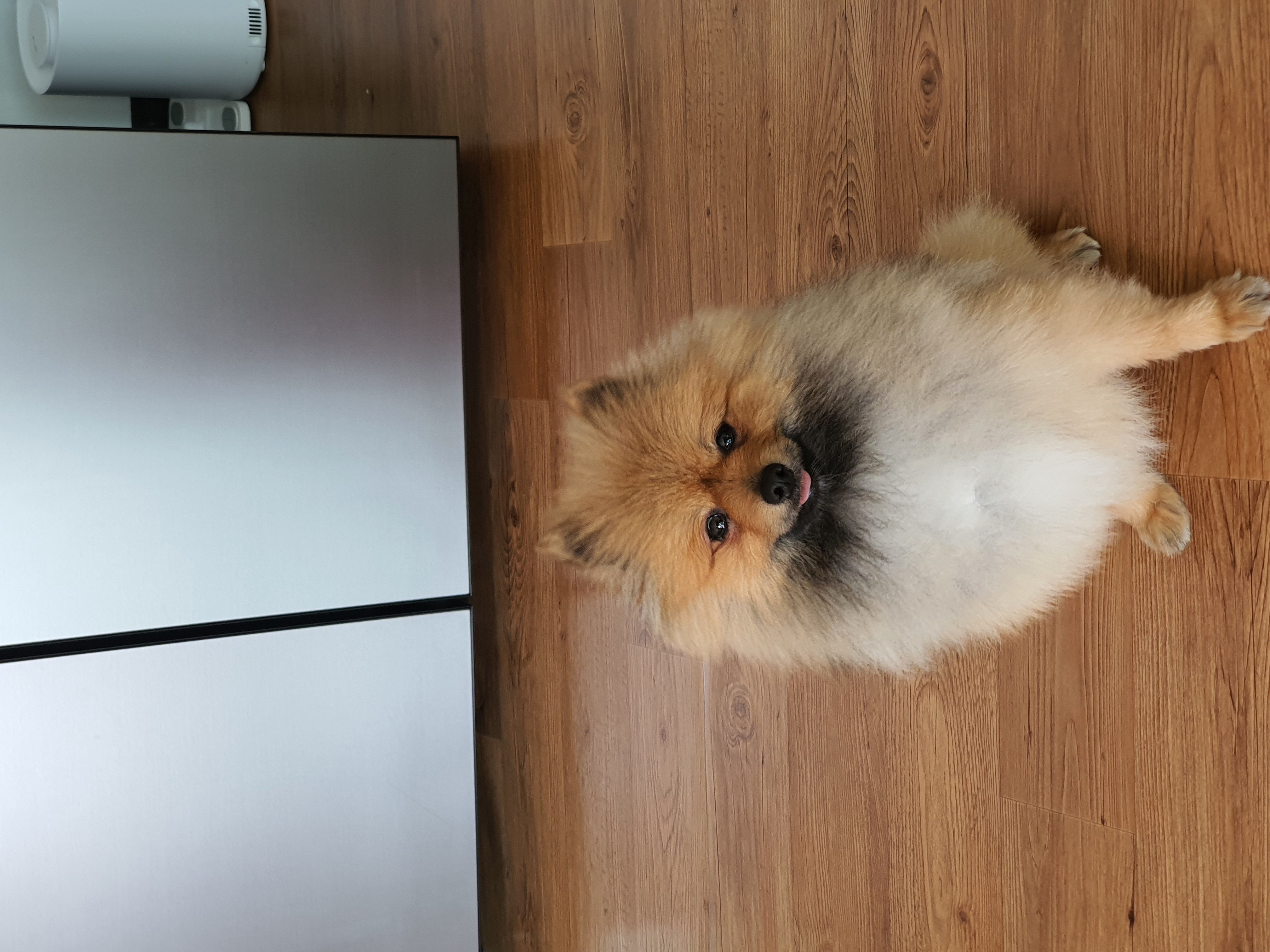 라쿤이 일주일 차