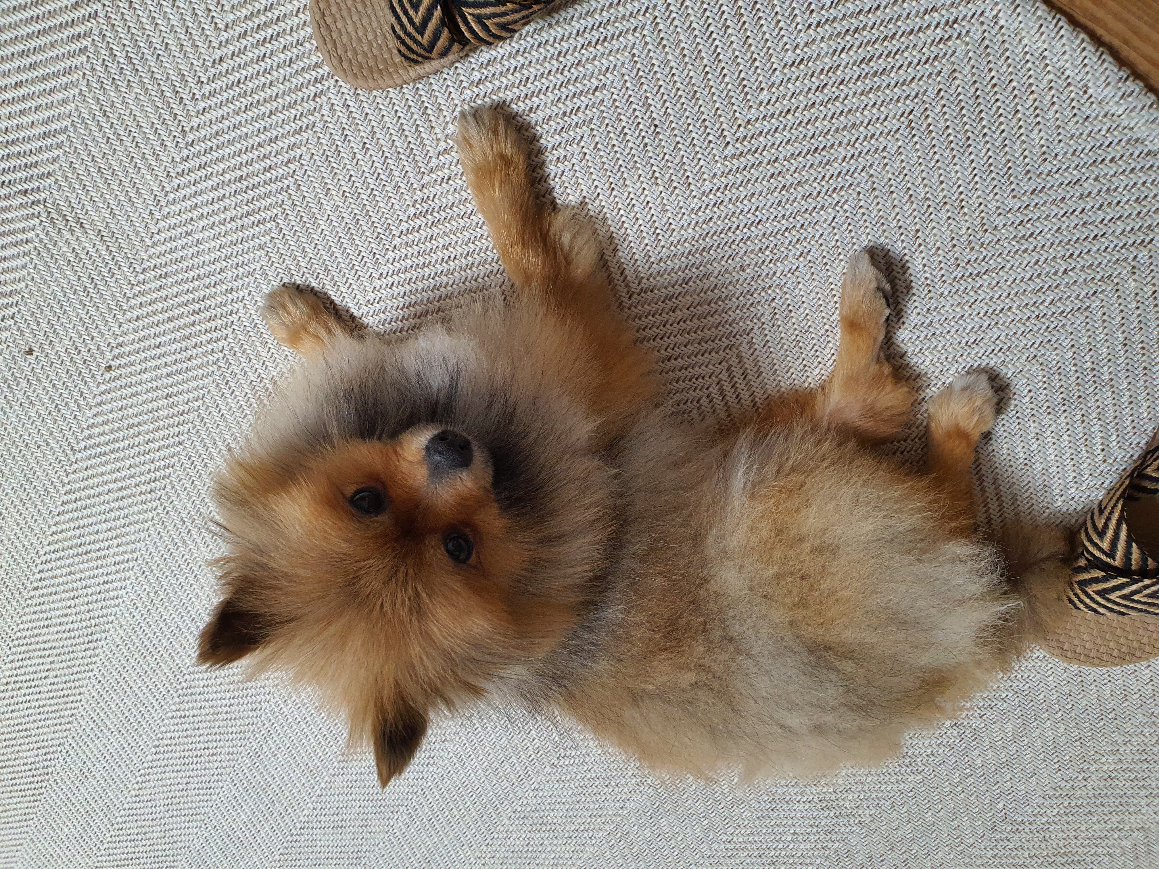 라쿤이 일주일 차