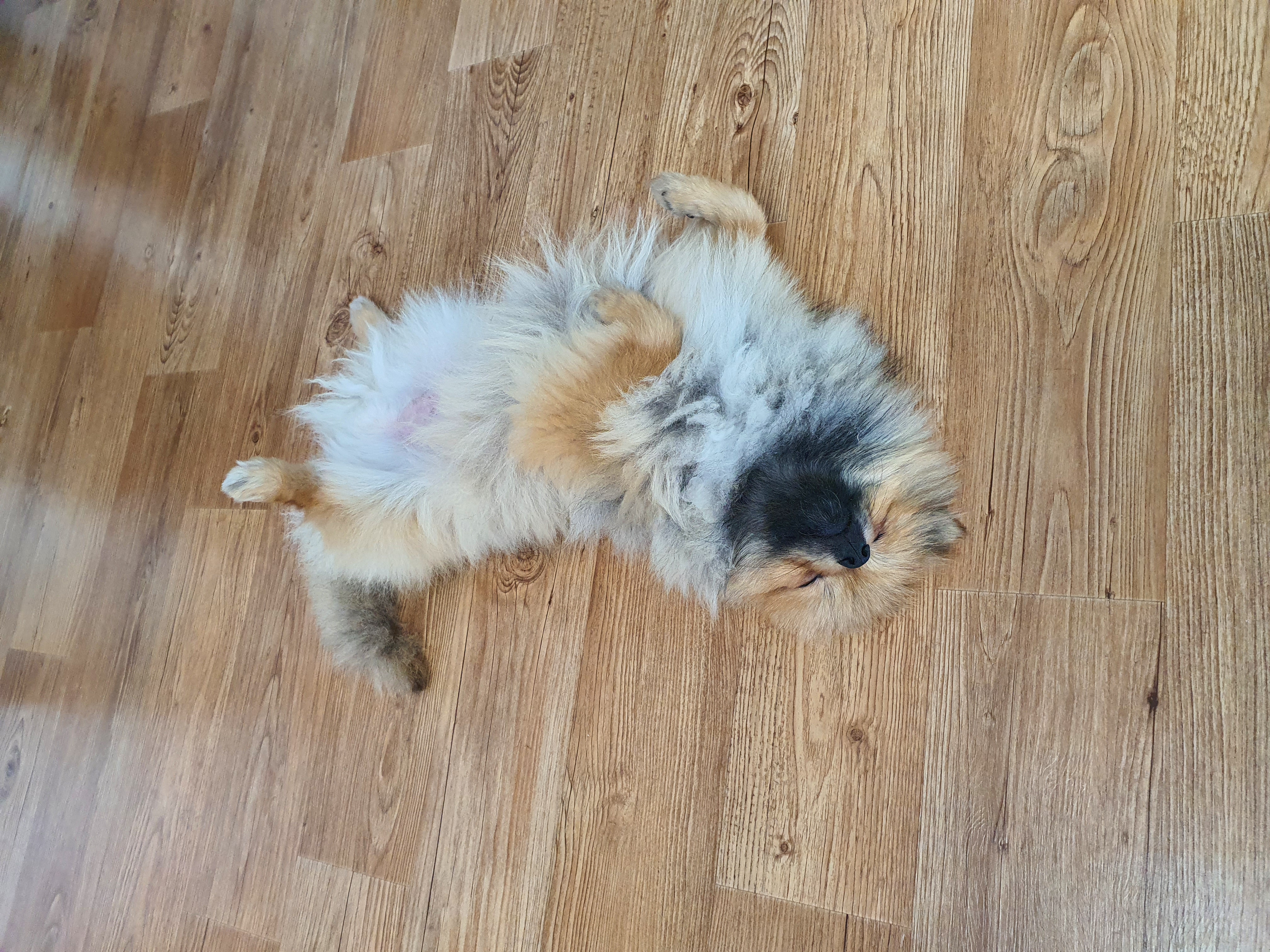 라쿤이 일주일 차