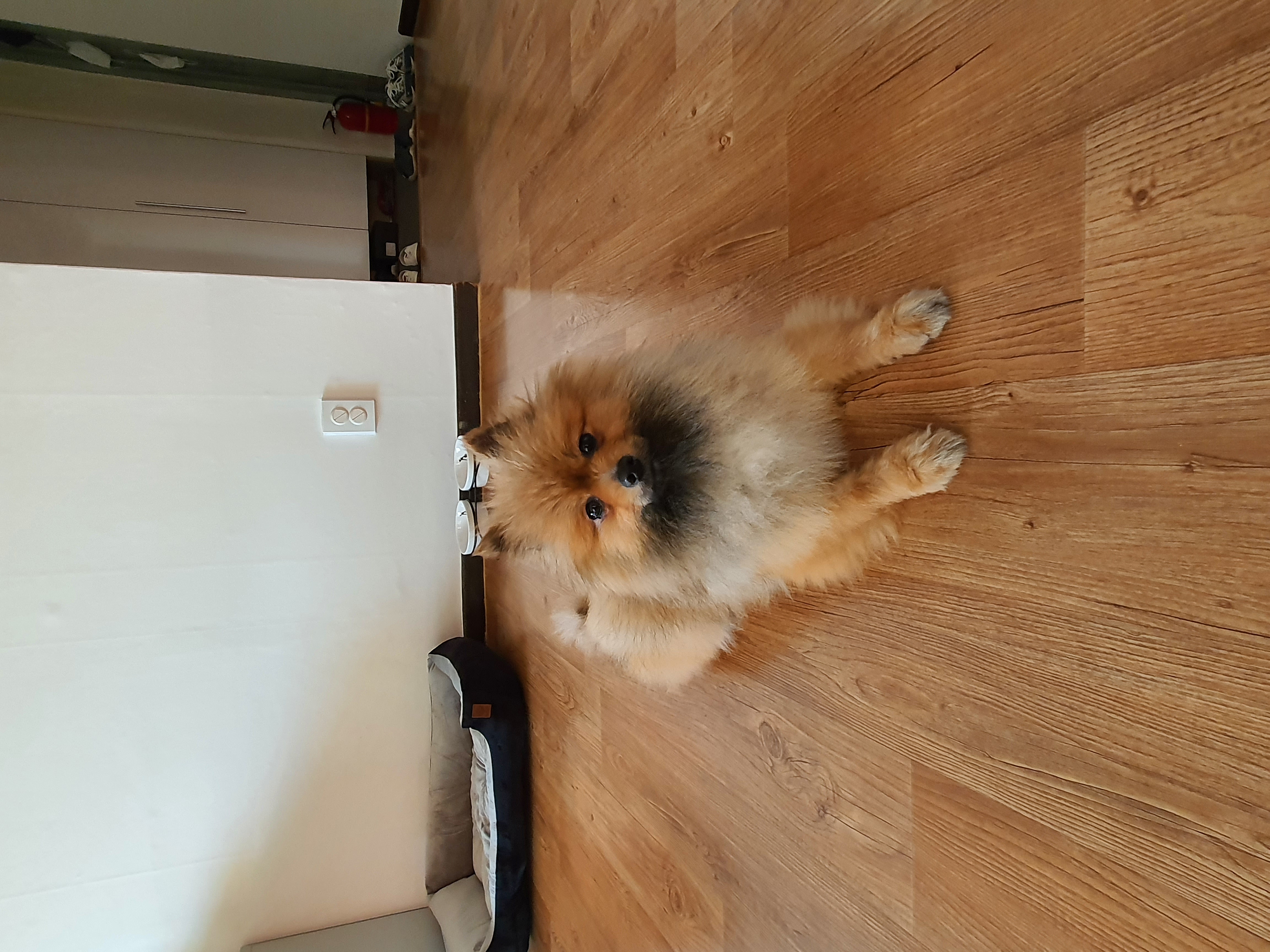 라쿤이 일주일 차