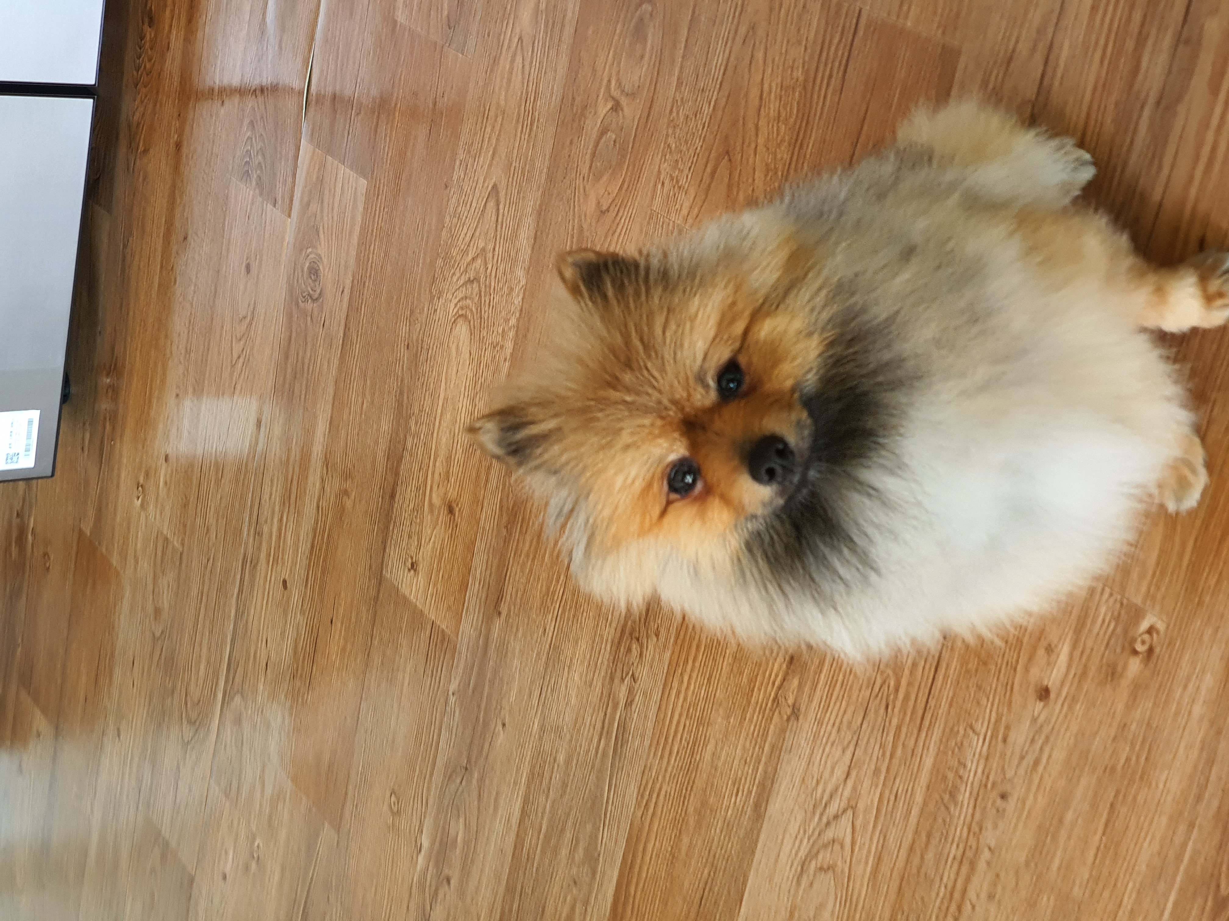 라쿤이 일주일 차