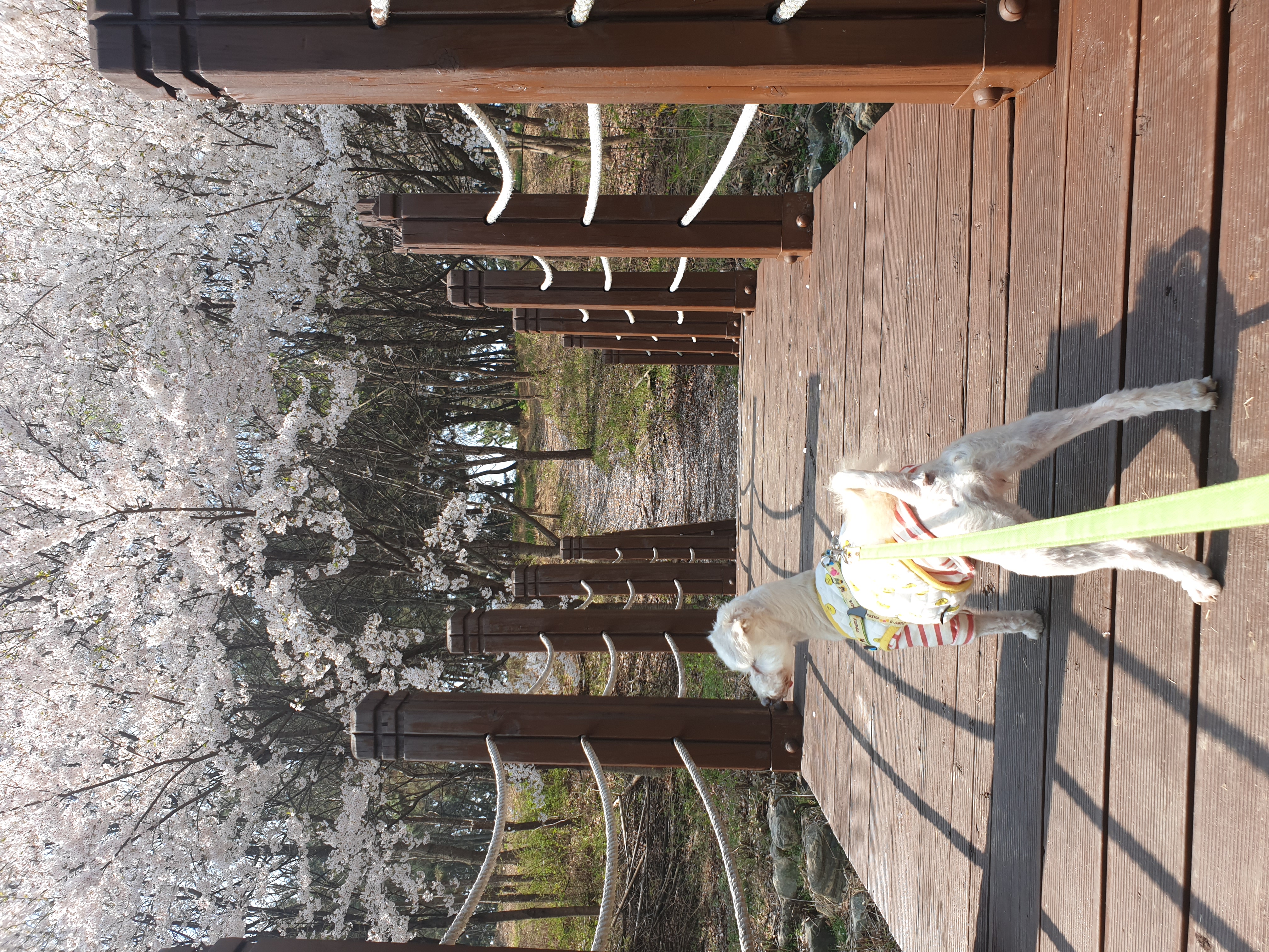 봉봉이와 갸족이 된지 석달이 되었네요^^