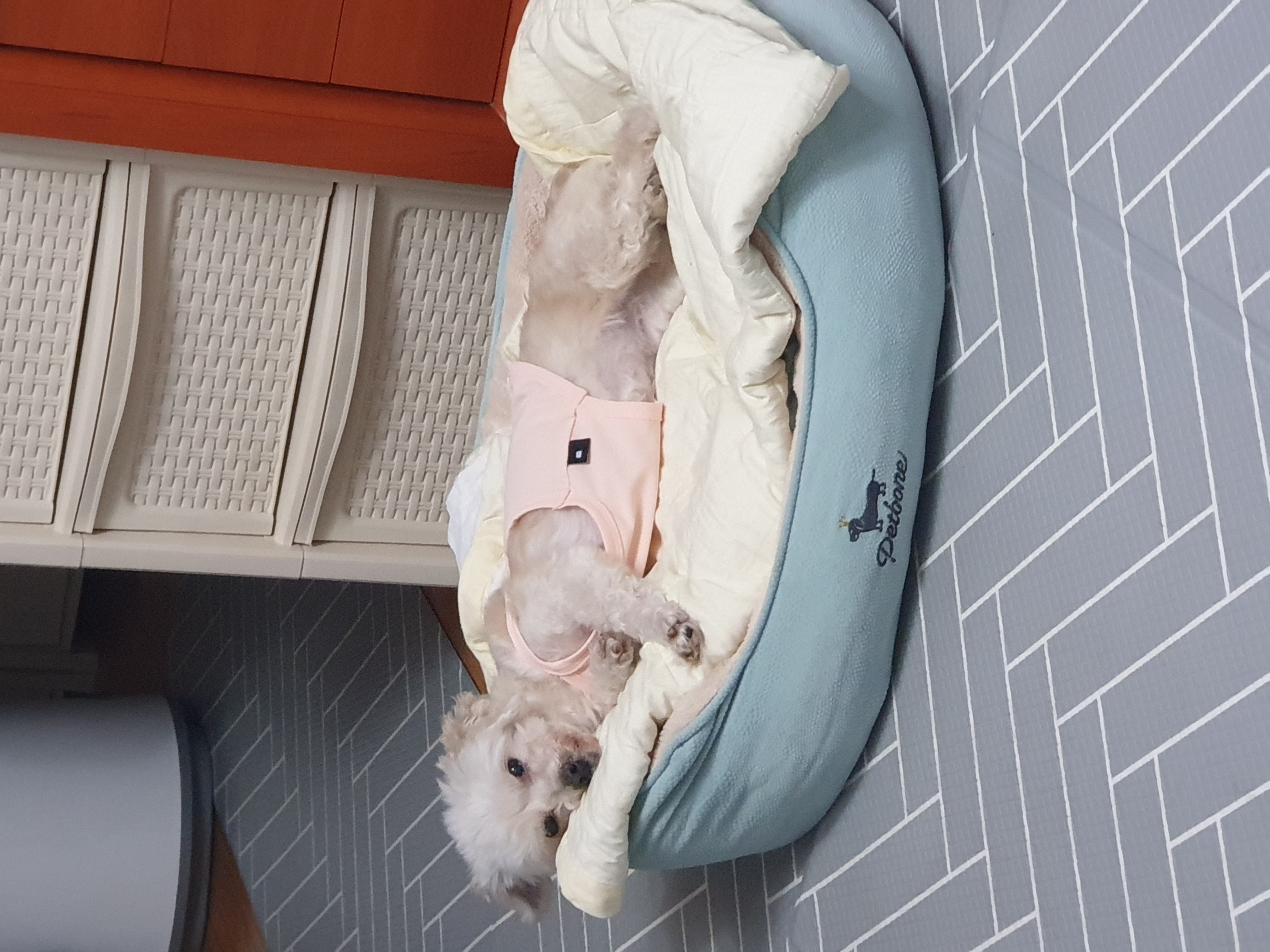 봉봉이와 갸족이 된지 석달이 되었네요^^