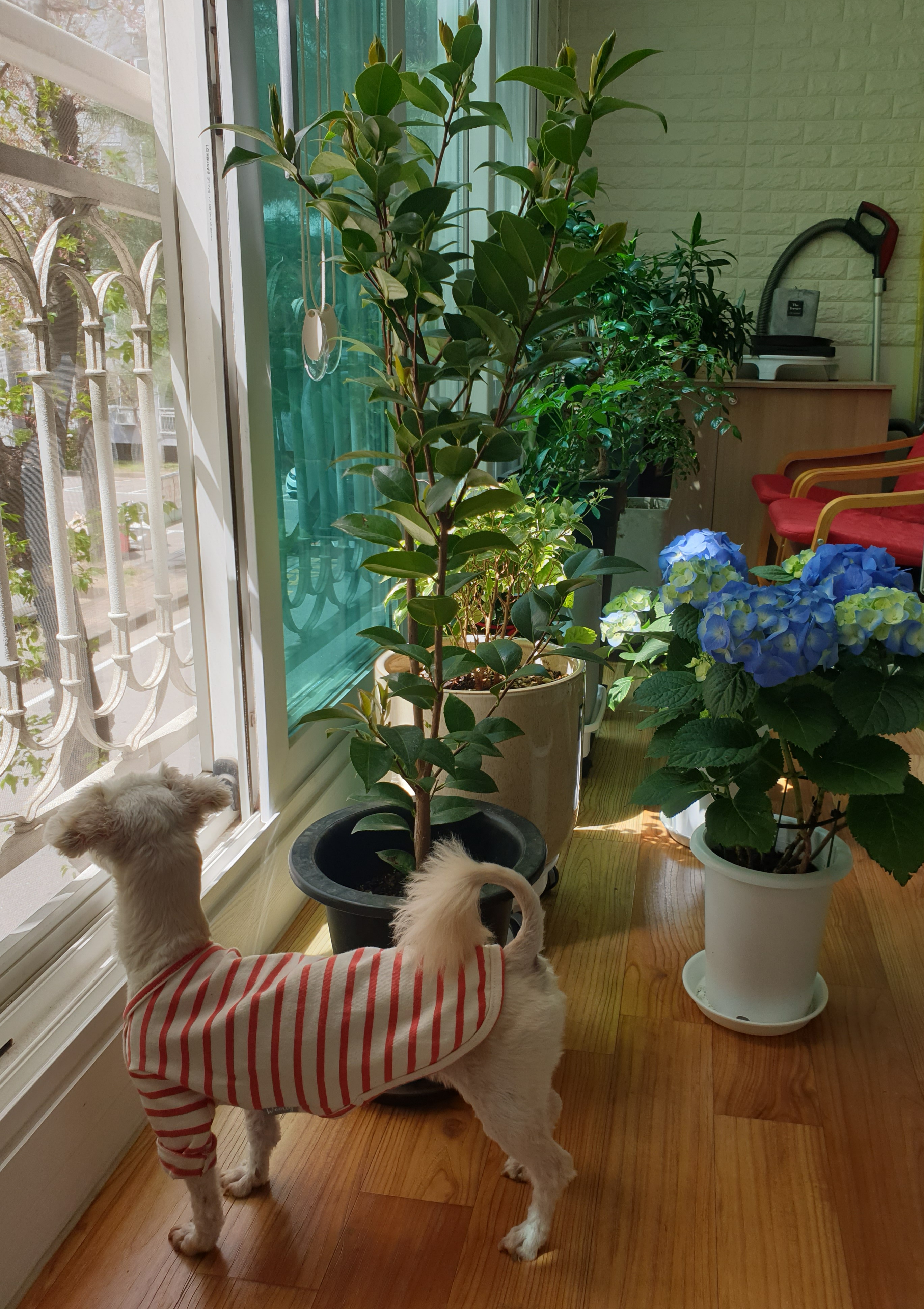 봉봉이와 갸족이 된지 석달이 되었네요^^