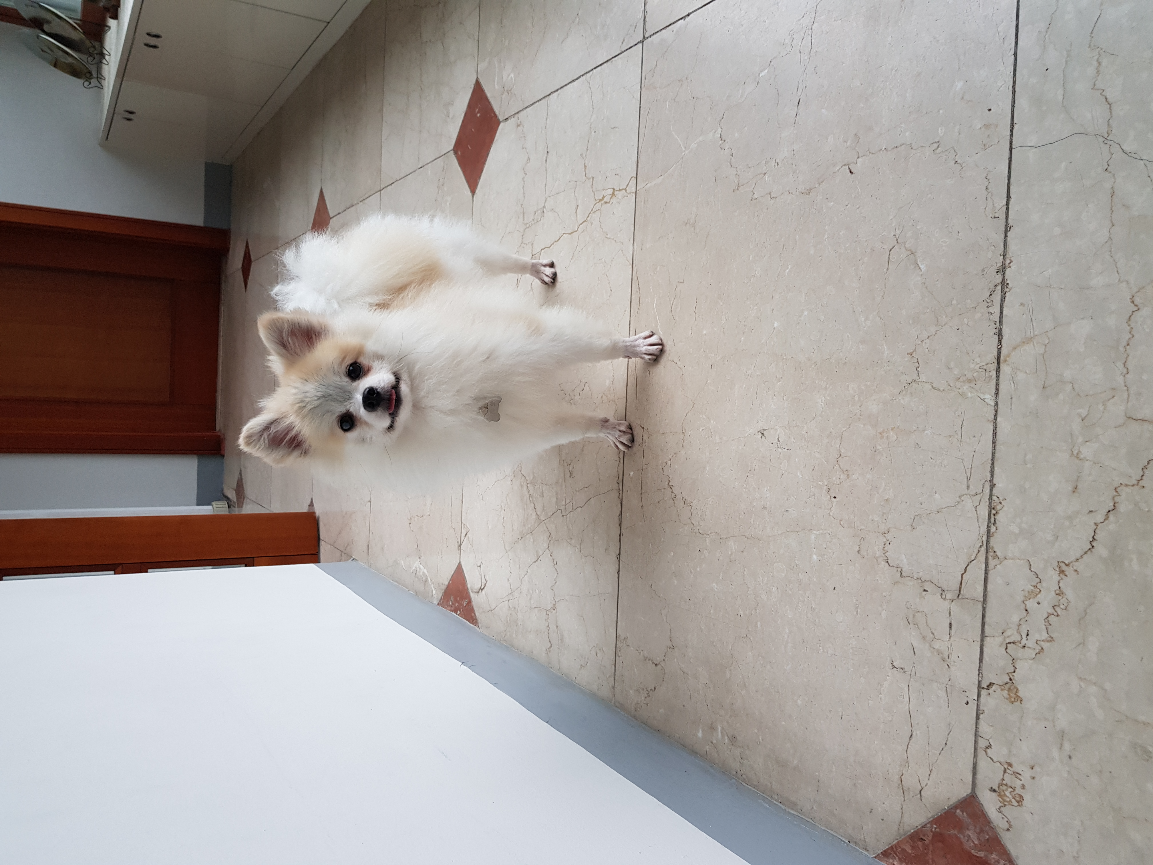 금송이의 일주일일기