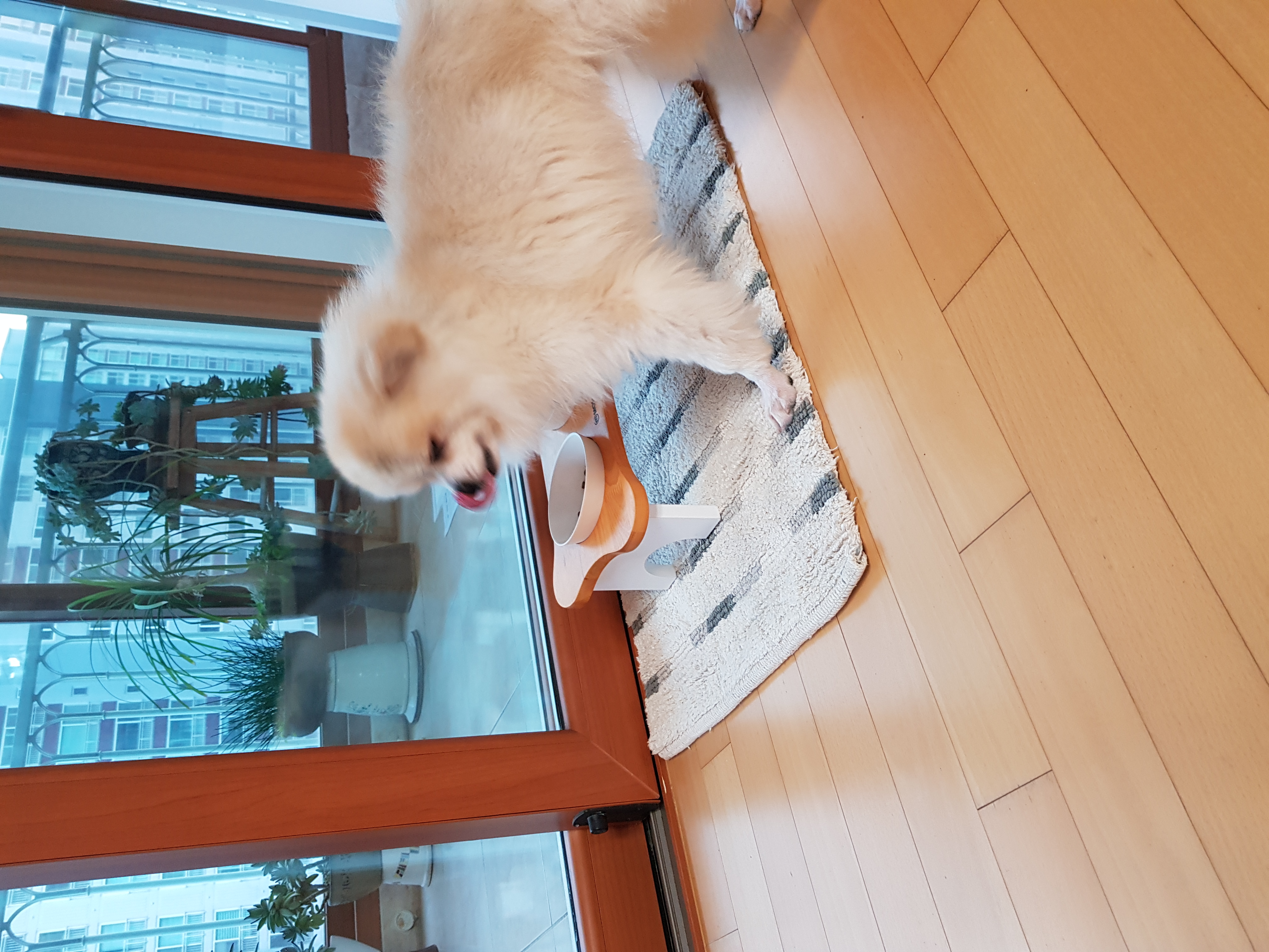 금송이의 일주일일기