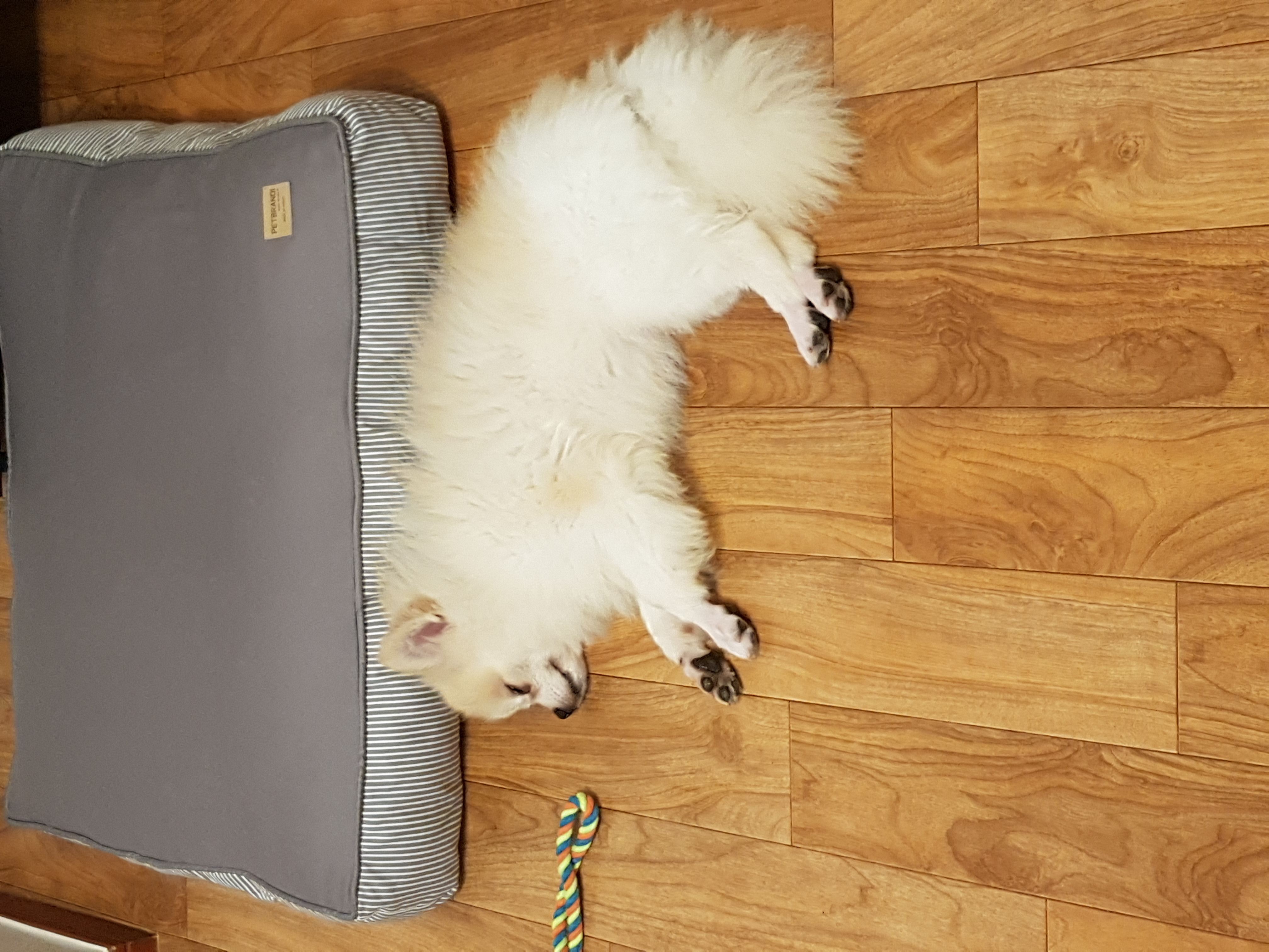 금송이의 일주일일기